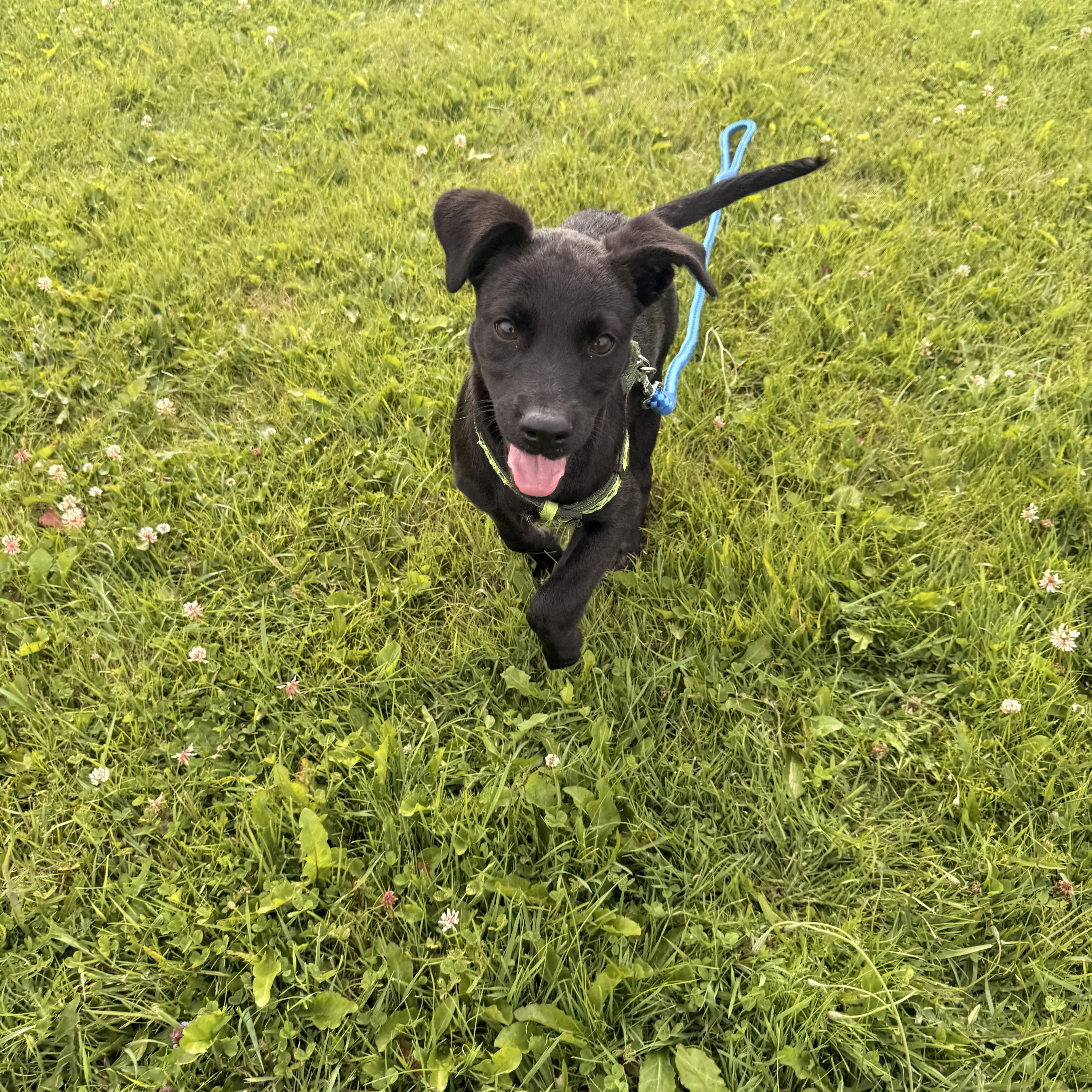 Granola, ADOPTABLE, Puppy Female Mixed Breed.