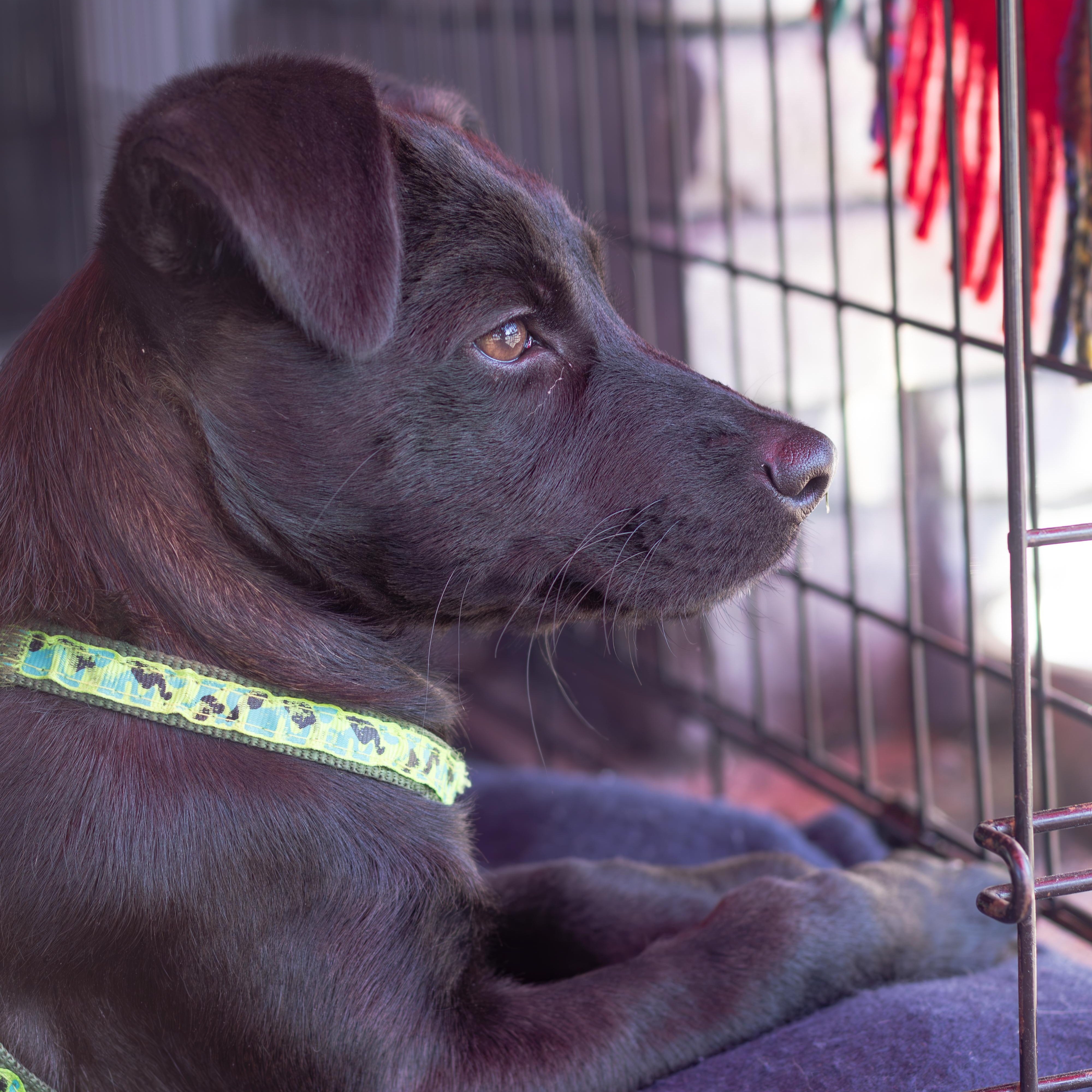 Granola, a ADOPTABLE Mixed Breed in Head of Saint Margarets Bay, NS image 2/3