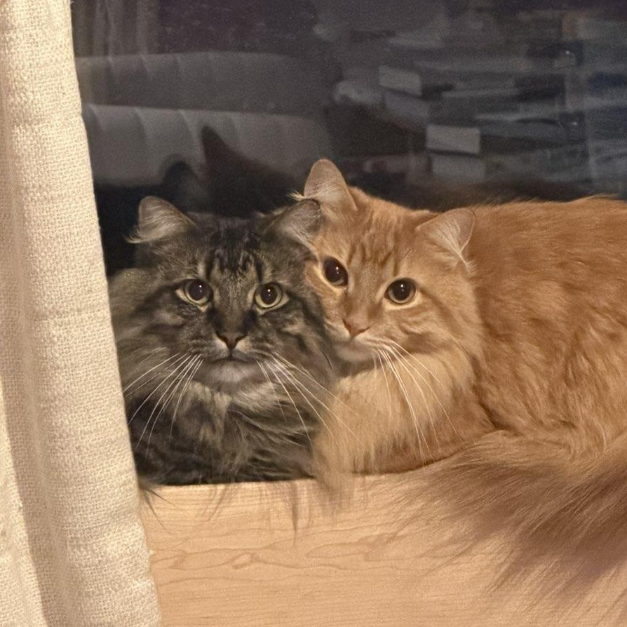 Toby & Ludo, Adoptable, Young Male Maine Coon & Domestic Long Hair.