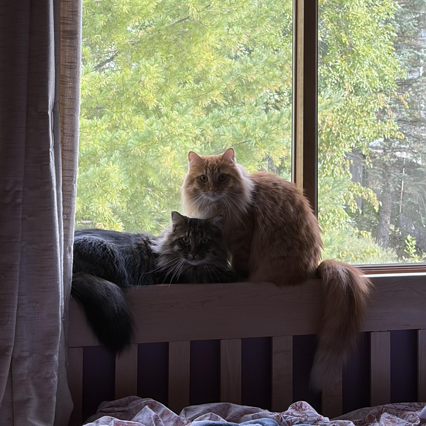 Enlarge Toby & Ludo, a Adoptable mixed breed in Plymouth, MN image 6/6