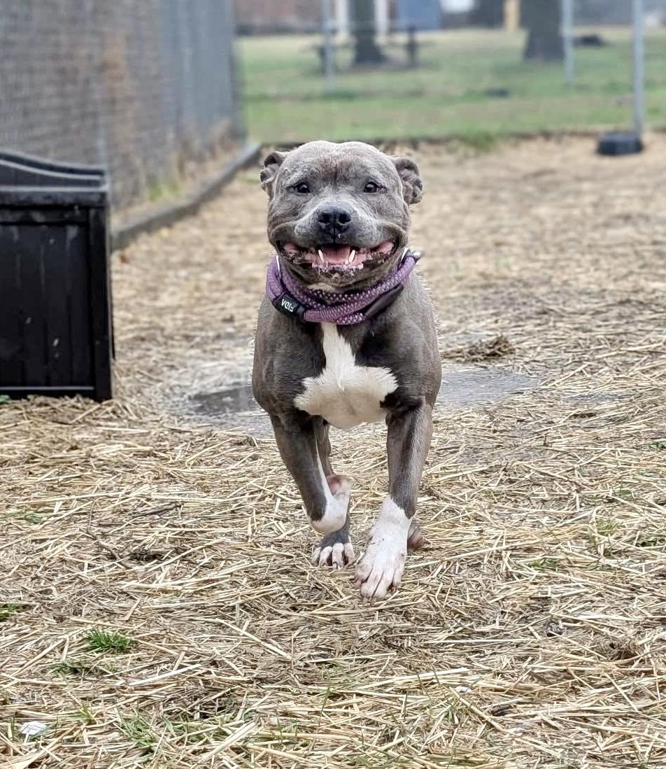 Enlarge Boots, a ADOPTABLE Pit Bull Terrier in Chicago, IL image 2/5