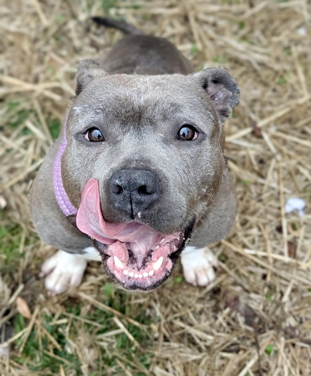 Enlarge Boots, a ADOPTABLE Pit Bull Terrier in Chicago, IL image 3/5
