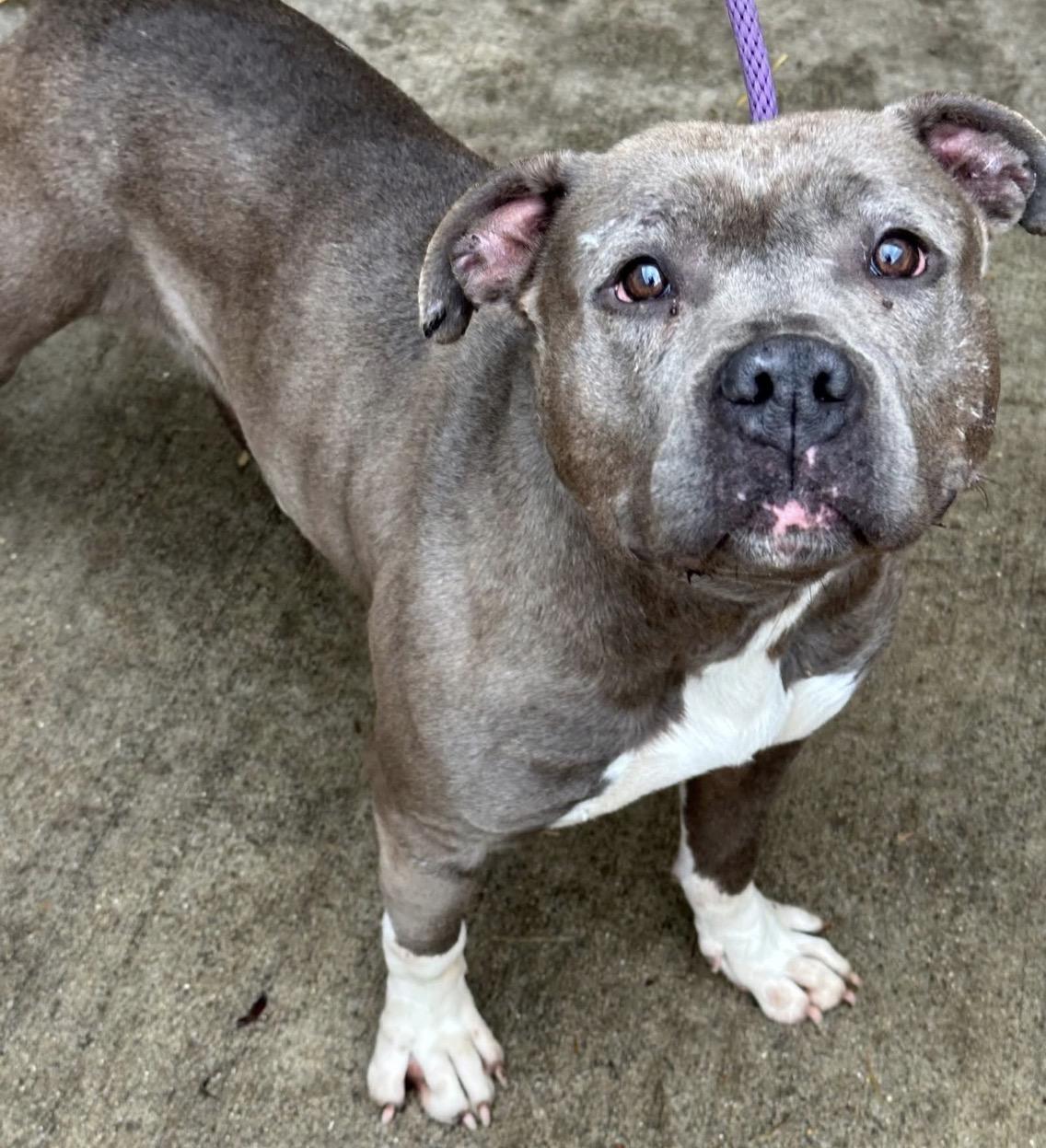 Enlarge Boots, a ADOPTABLE Pit Bull Terrier in Chicago, IL image 4/5