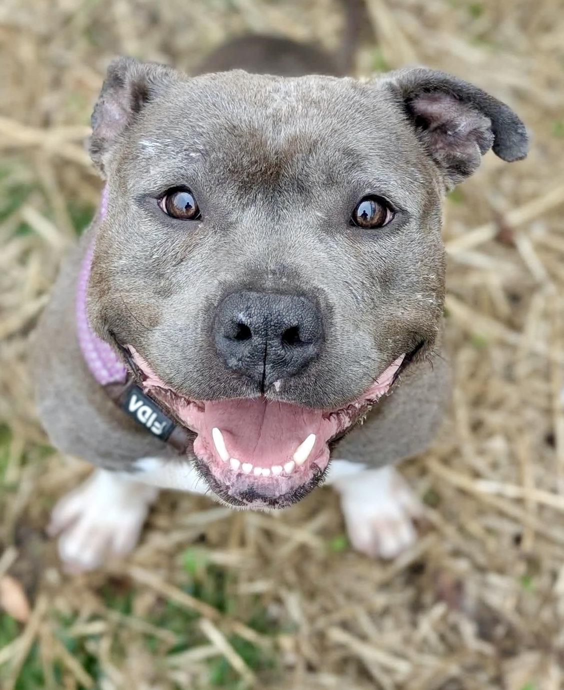Boots, ADOPTABLE, Adult Female Pit Bull Terrier.