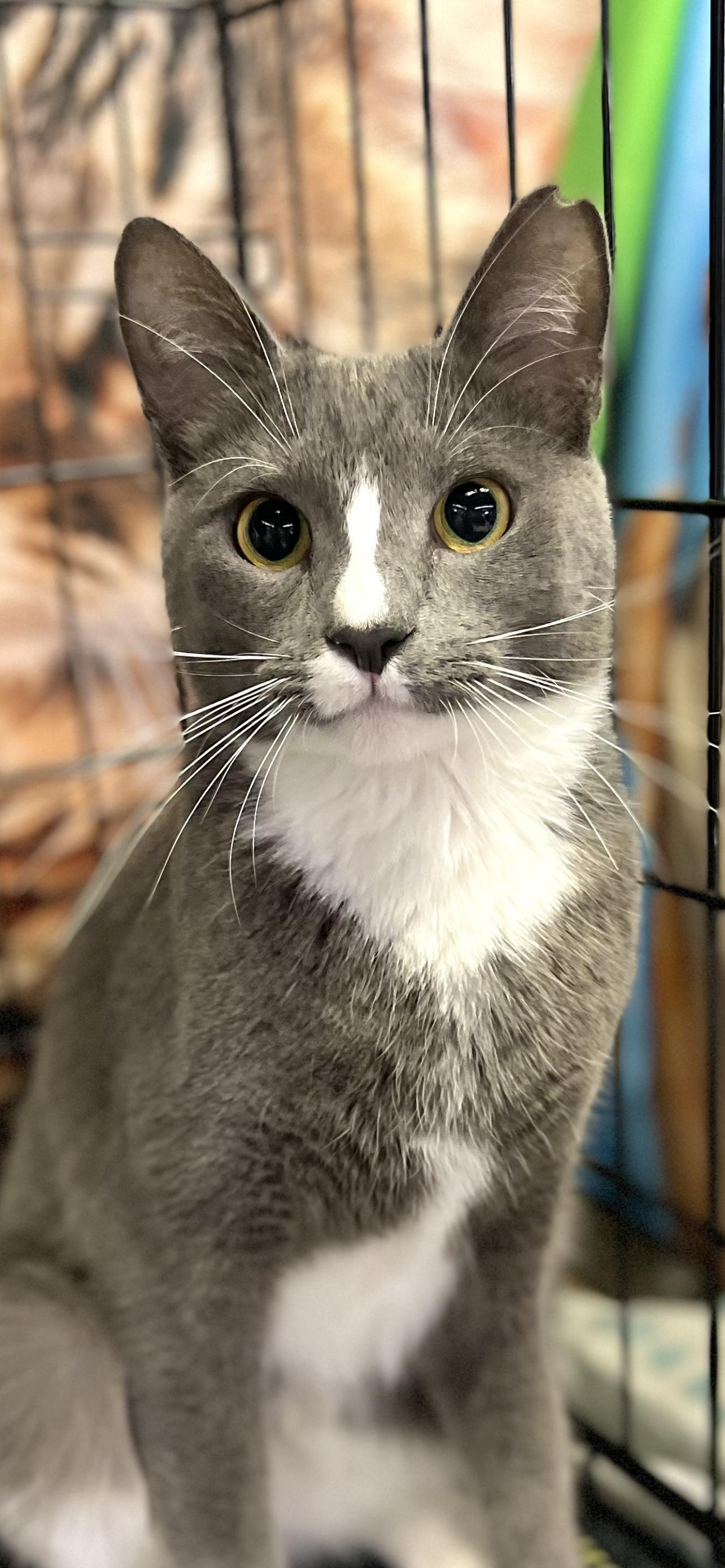 Tom, Adoptable, Adult Male Domestic Short Hair.