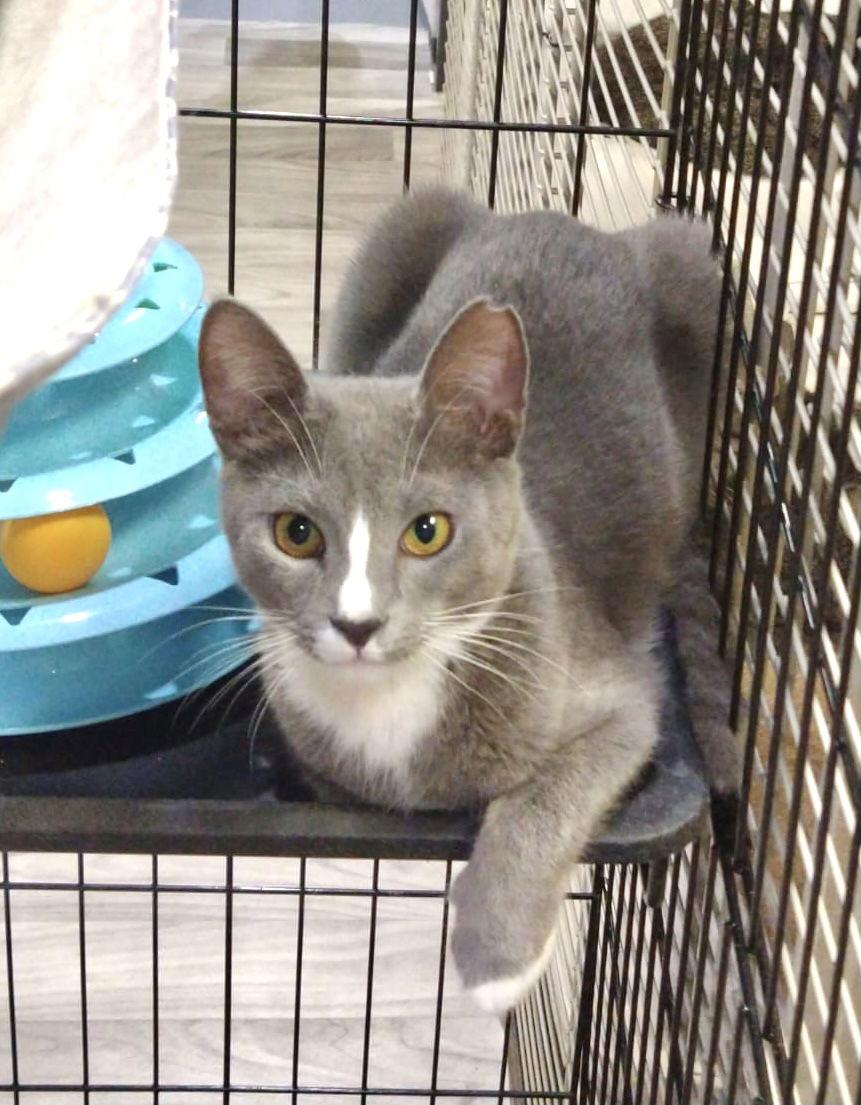 Tom, a Adoptable Domestic Short Hair in Margate, FL image 3/3