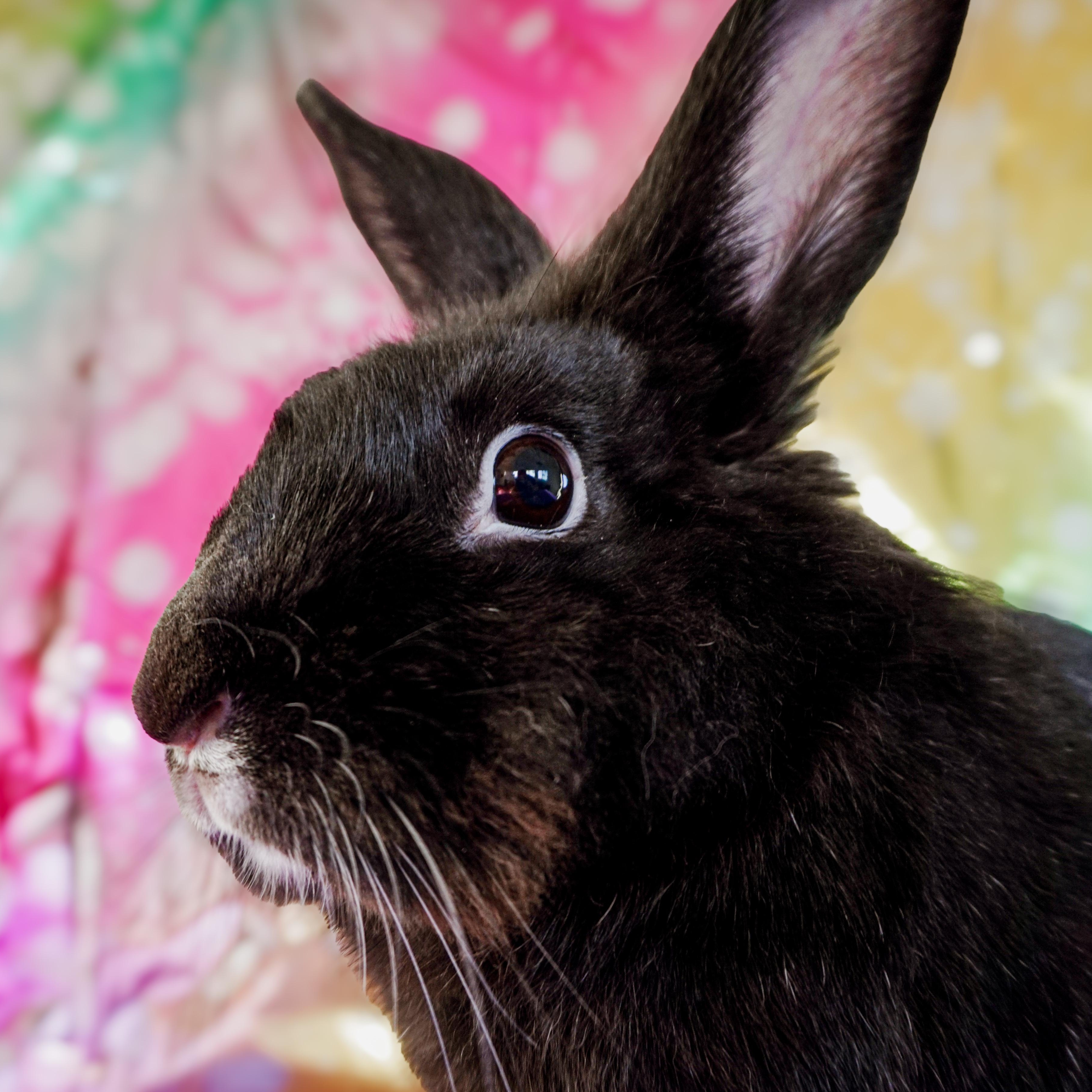 Enlarge Pepper, a ADOPTABLE Lionhead in Long Beach, CA image 1/3