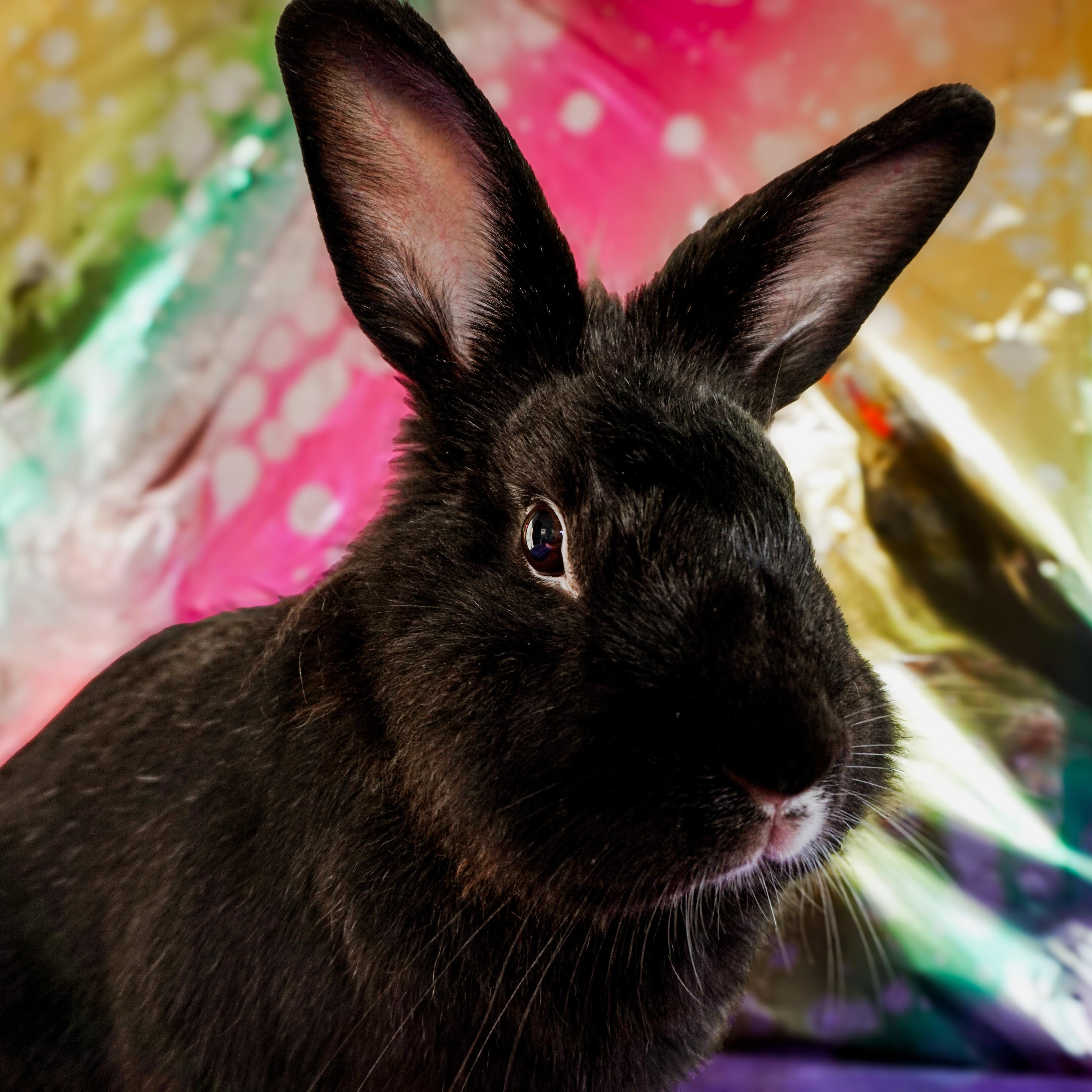 Enlarge Pepper, a ADOPTABLE Lionhead in Long Beach, CA image 3/3