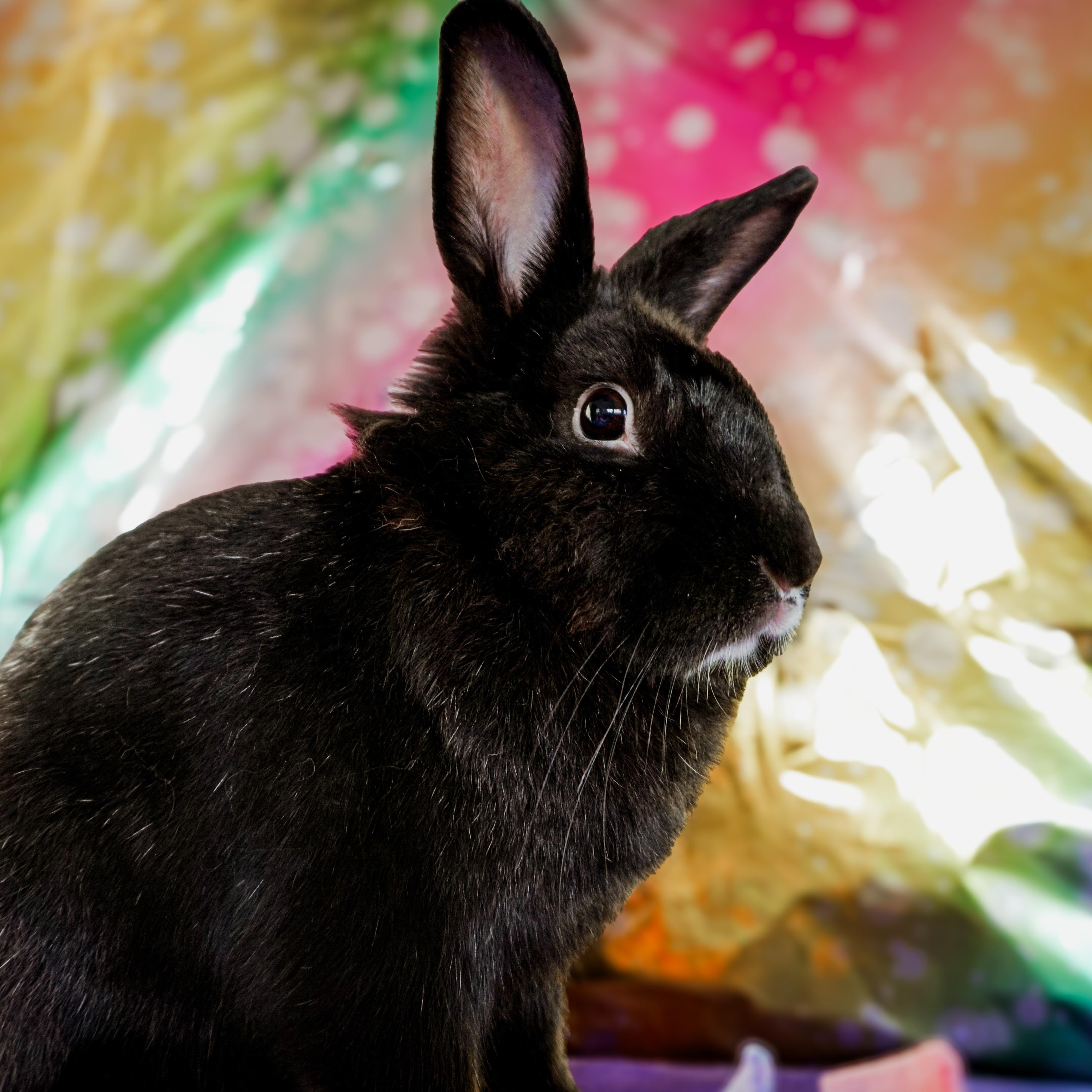 Enlarge Pepper, a ADOPTABLE Lionhead in Long Beach, CA image 2/3