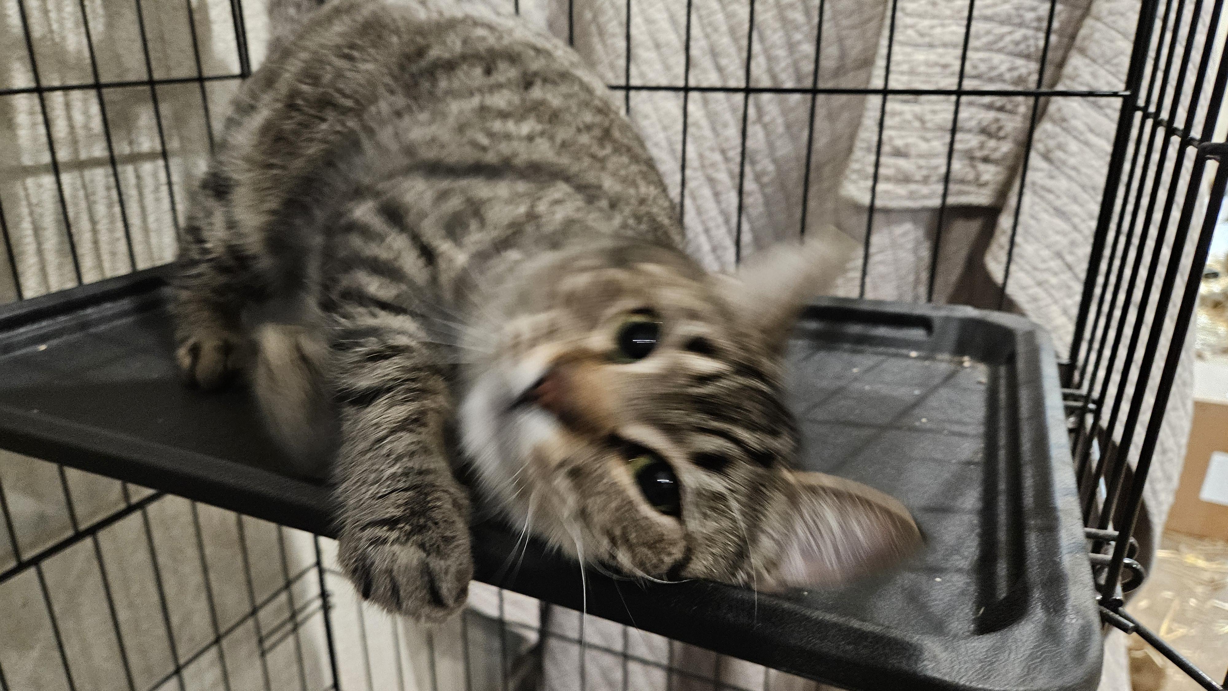 Arthur, Adoptable, Adult Male Tabby.