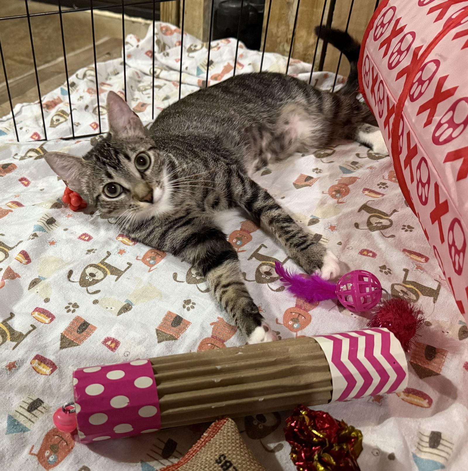 Enlarge Birdie, a Adoptable mixed breed in Spring City, PA image 1/3