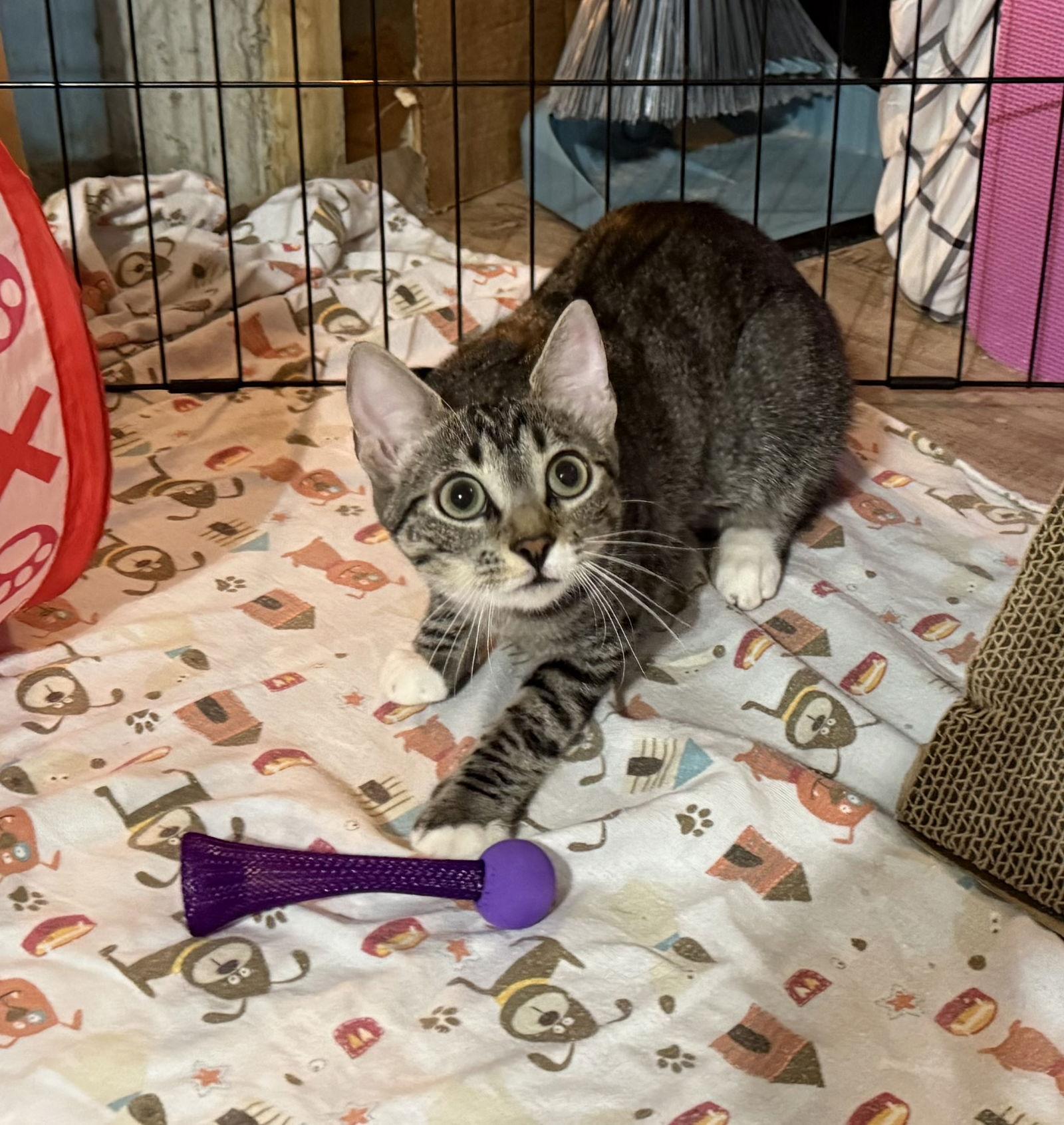 Enlarge Birdie, a Adoptable mixed breed in Spring City, PA image 2/3