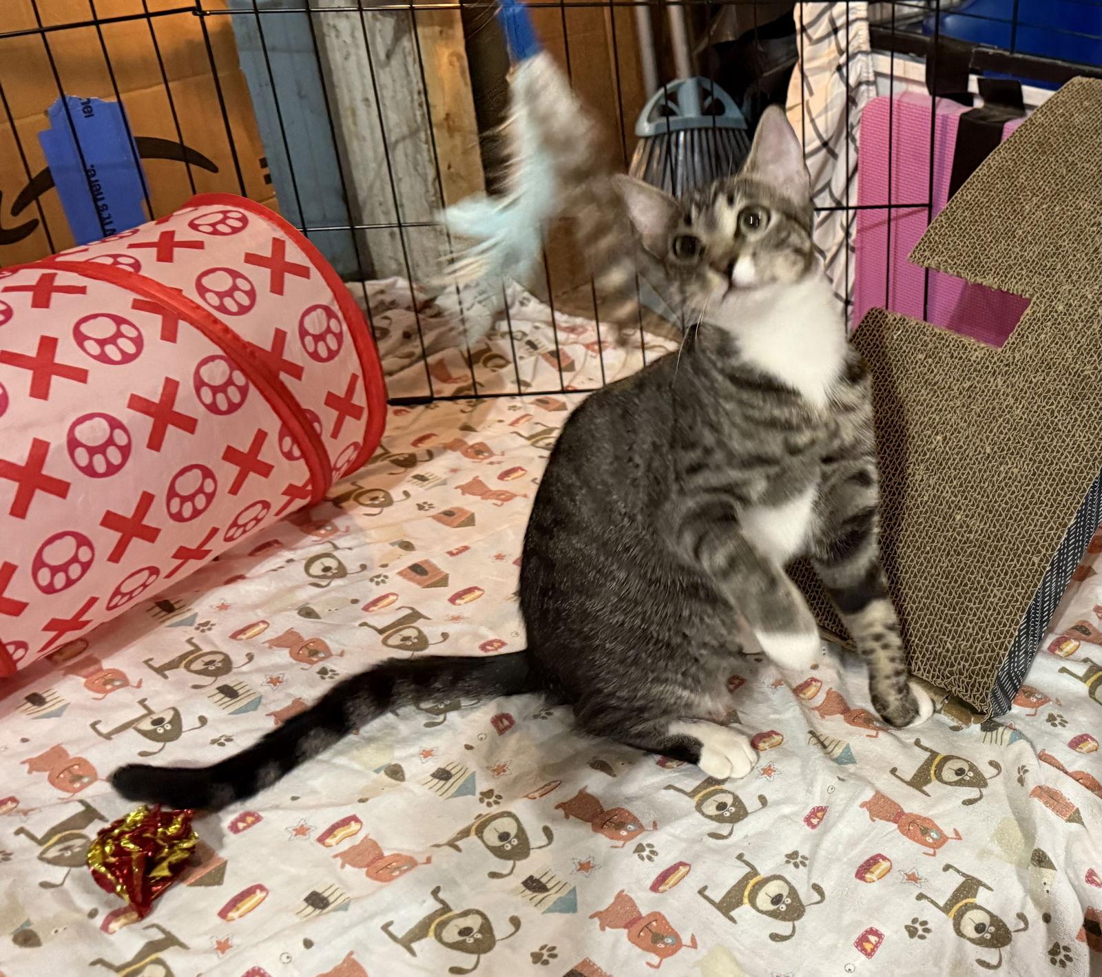 Enlarge Birdie, a Adoptable mixed breed in Spring City, PA image 3/3