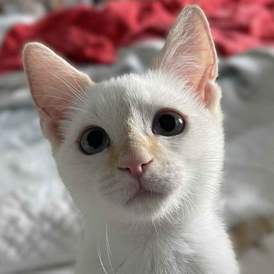 Camille, Adoptable, Kitten Female Siamese & Domestic Short Hair.