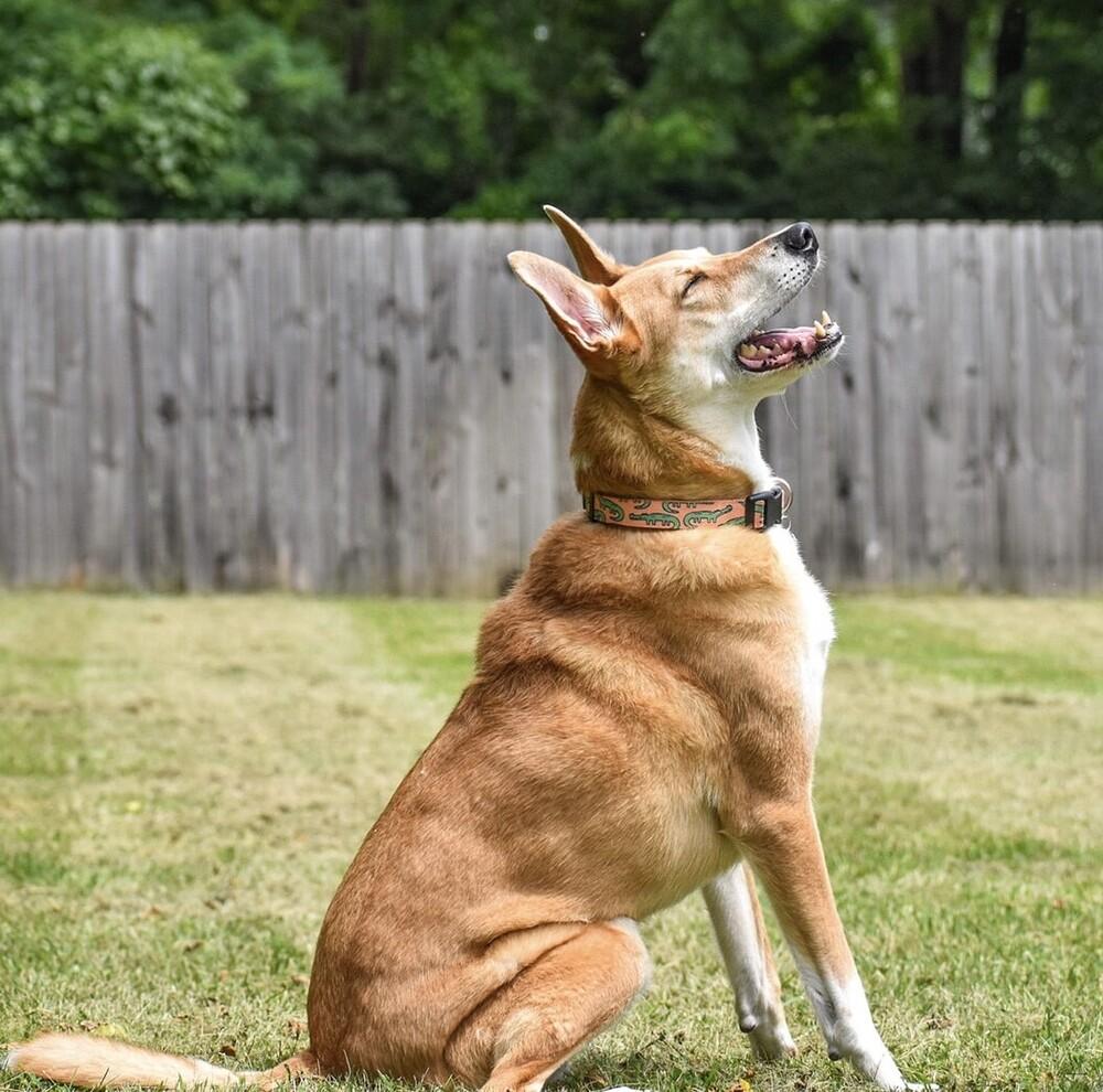 Jasper, Adoptable, Adult Male Carolina Dog.