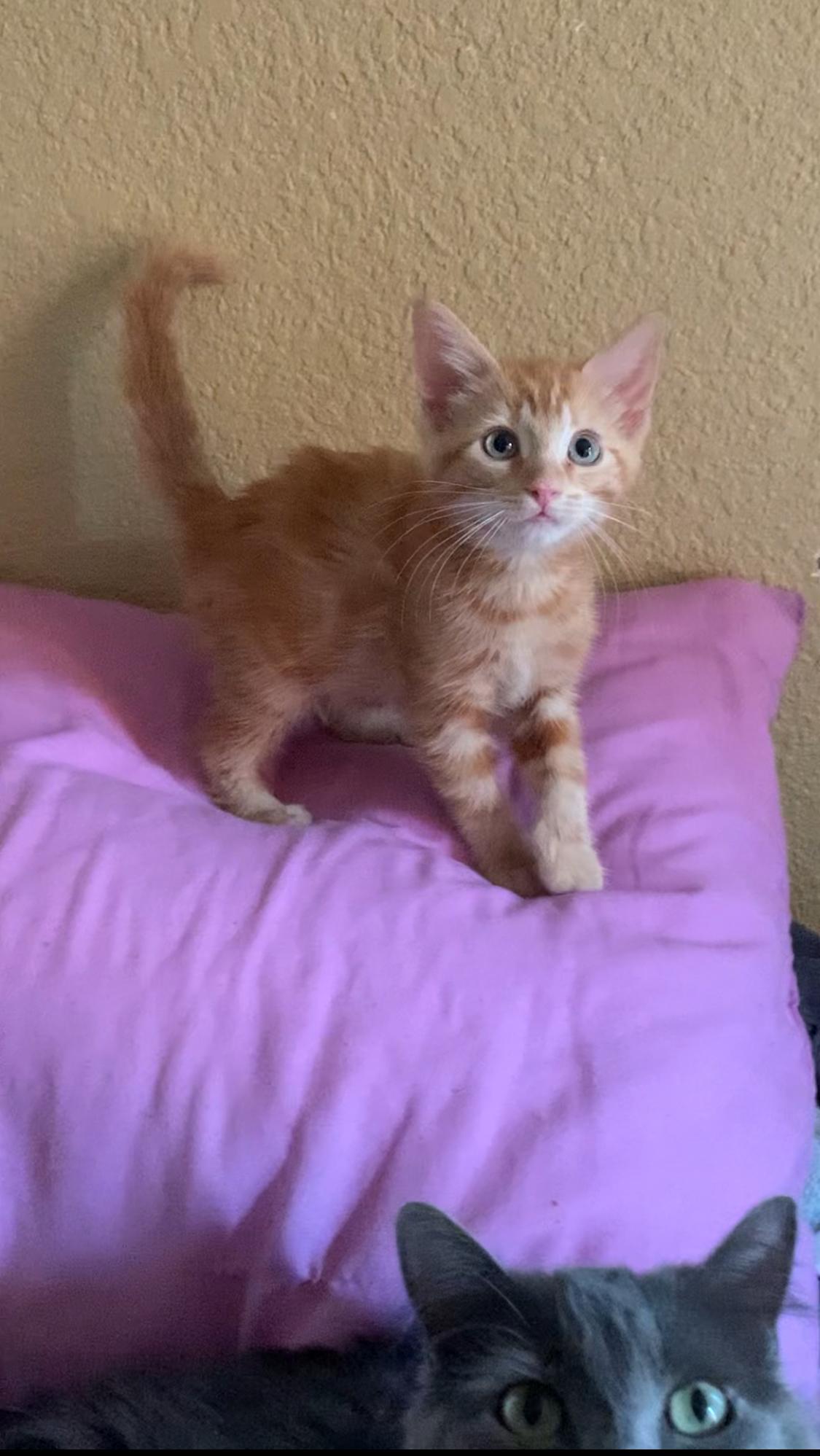 Daisy, ADOPTABLE, Kitten Female Domestic Long Hair.