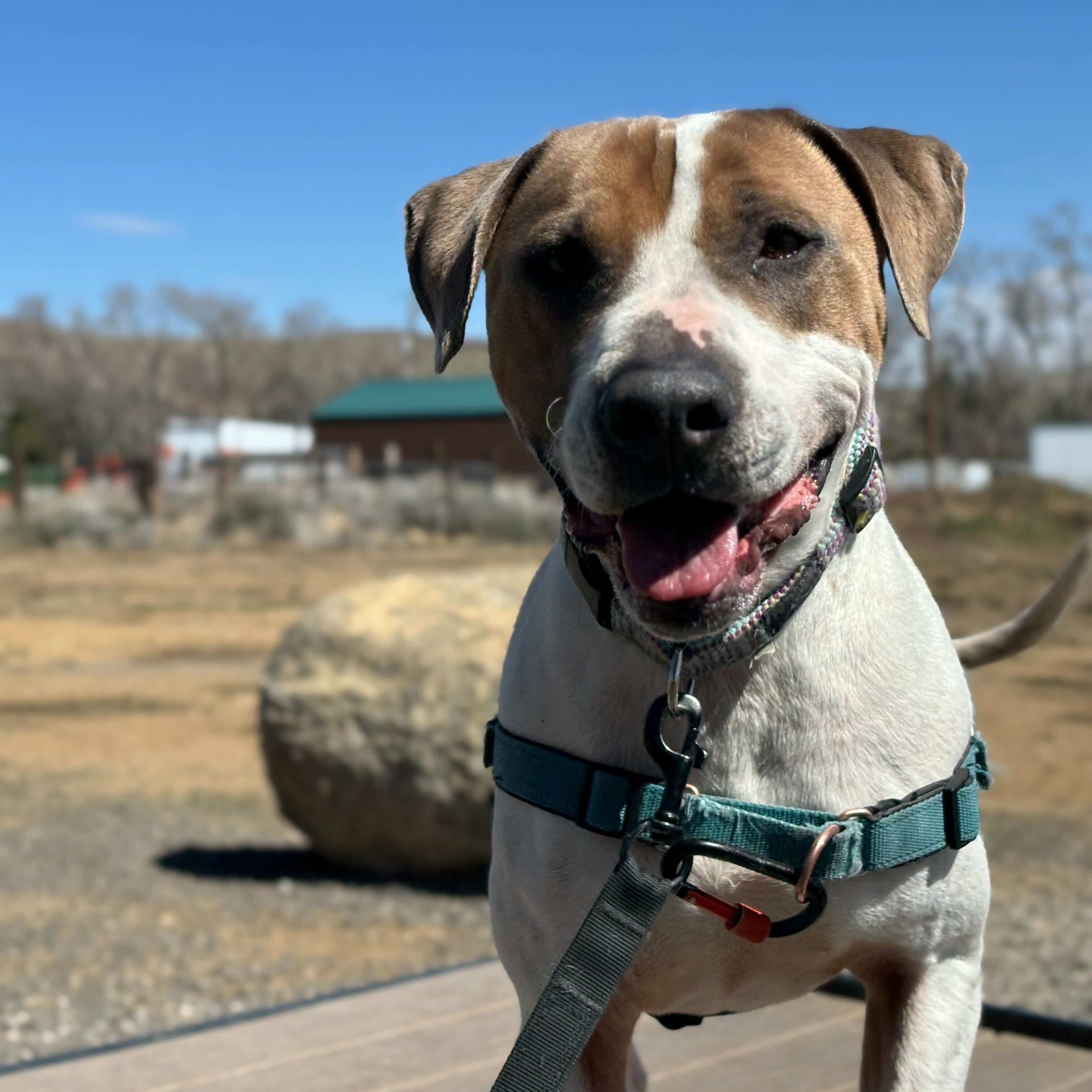 Jasper, a Adoptable American Staffordshire Terrier in Washoe Valley, NV image 2/2