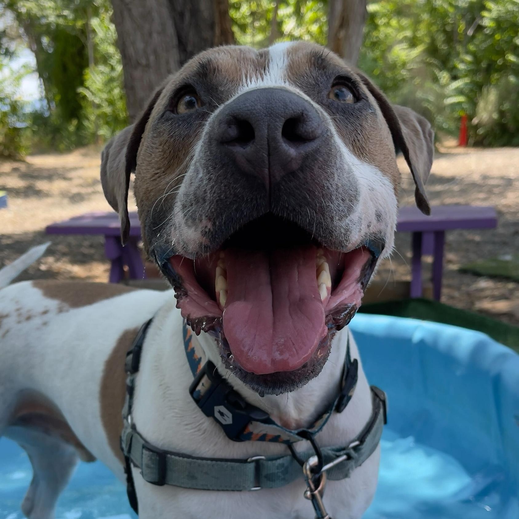 Jasper, a Adoptable American Staffordshire Terrier in Washoe Valley, NV image 1/2