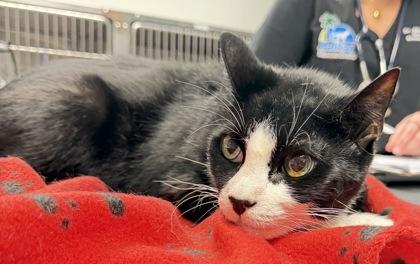 Enlarge Buddy, a Adoptable mixed breed in Daytona Beach, FL image 1/1