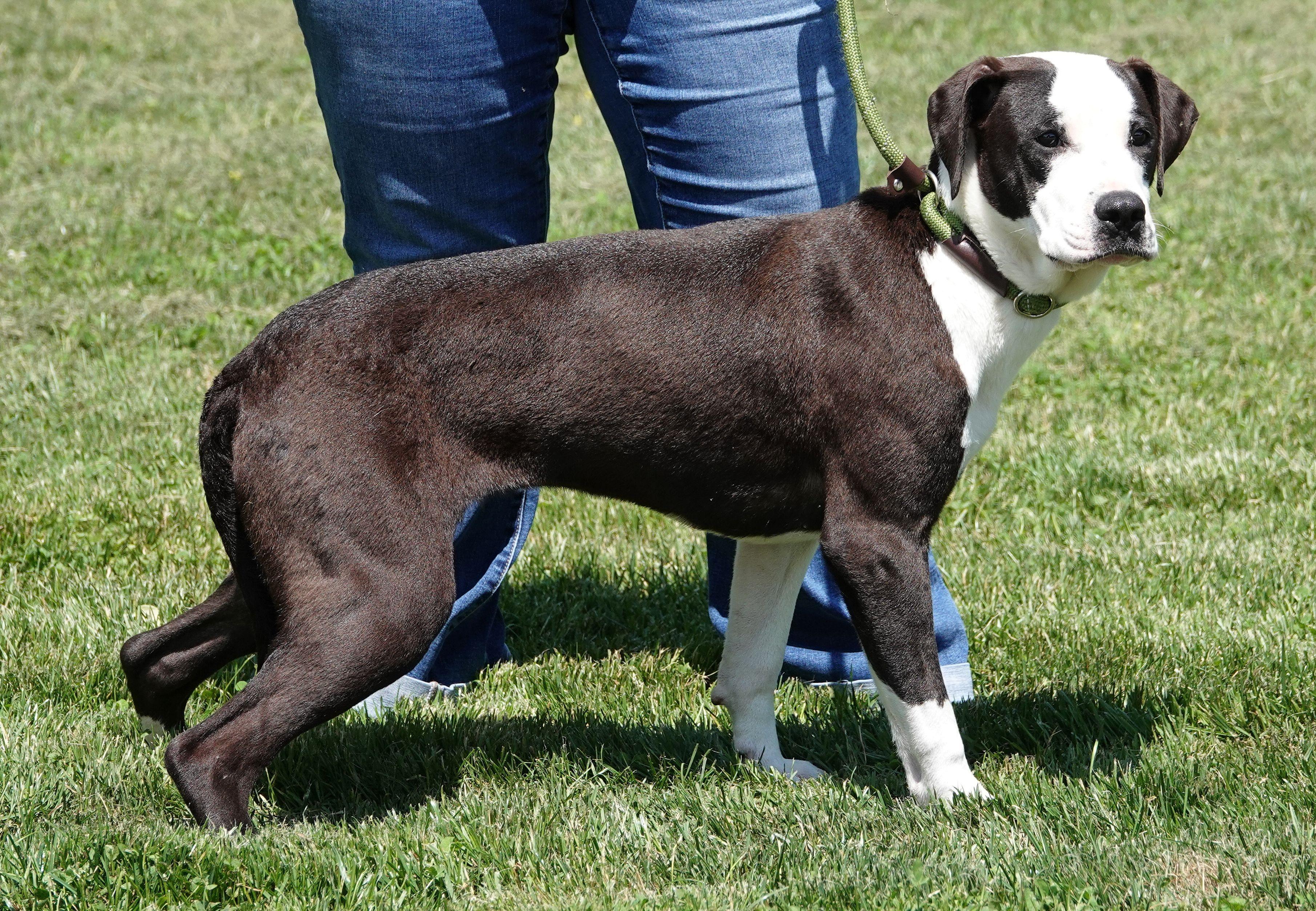 Enlarge Blossom - ADOPTED, an adopted mixed breed in Millfield, OH image 4/5