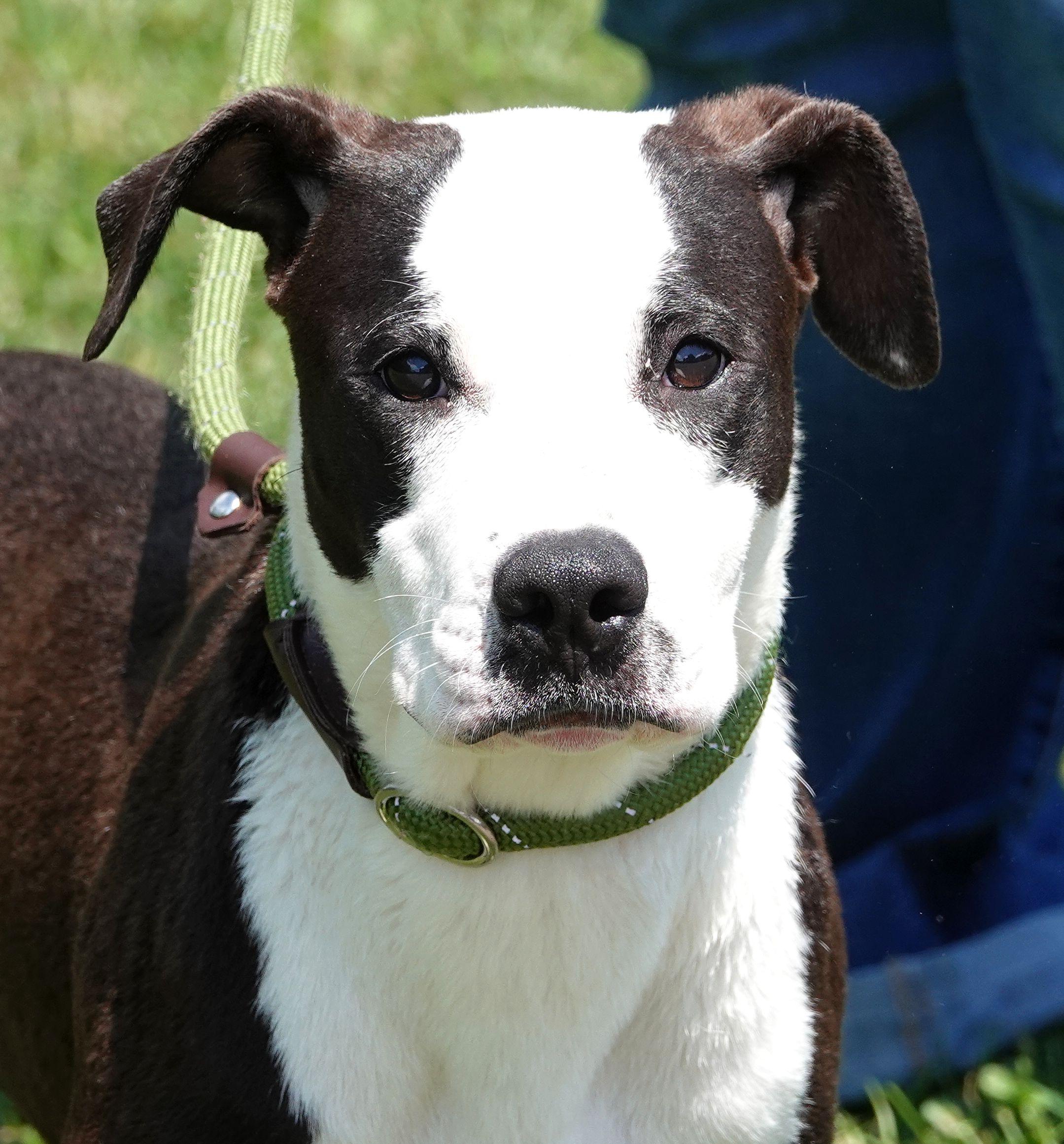Enlarge Blossom - ADOPTED, an adopted mixed breed in Millfield, OH image 5/5