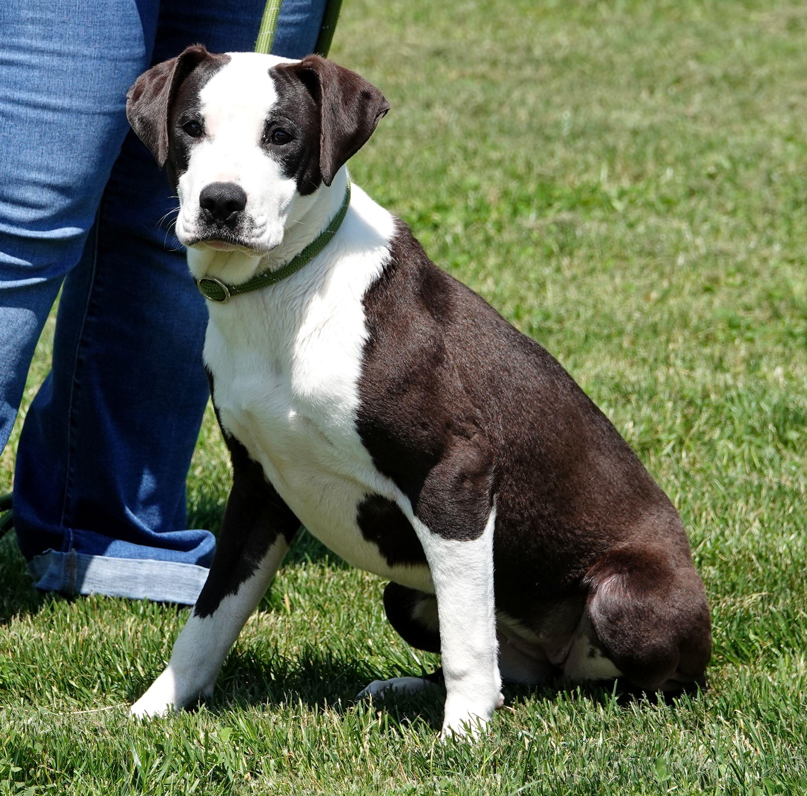 Enlarge Blossom - ADOPTED, an adopted mixed breed in Millfield, OH image 2/5
