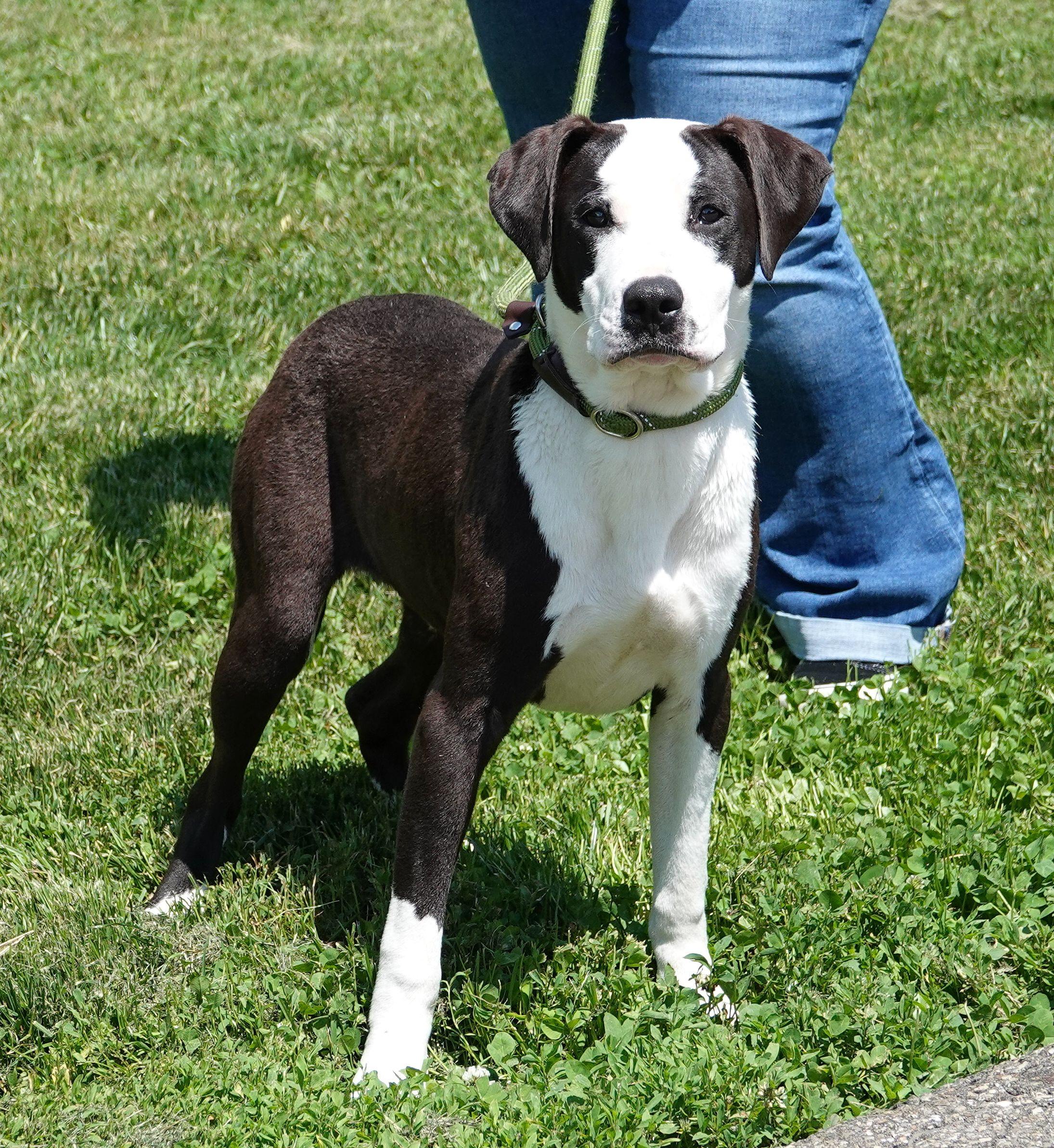 Enlarge Blossom - ADOPTED, an adopted mixed breed in Millfield, OH image 3/5