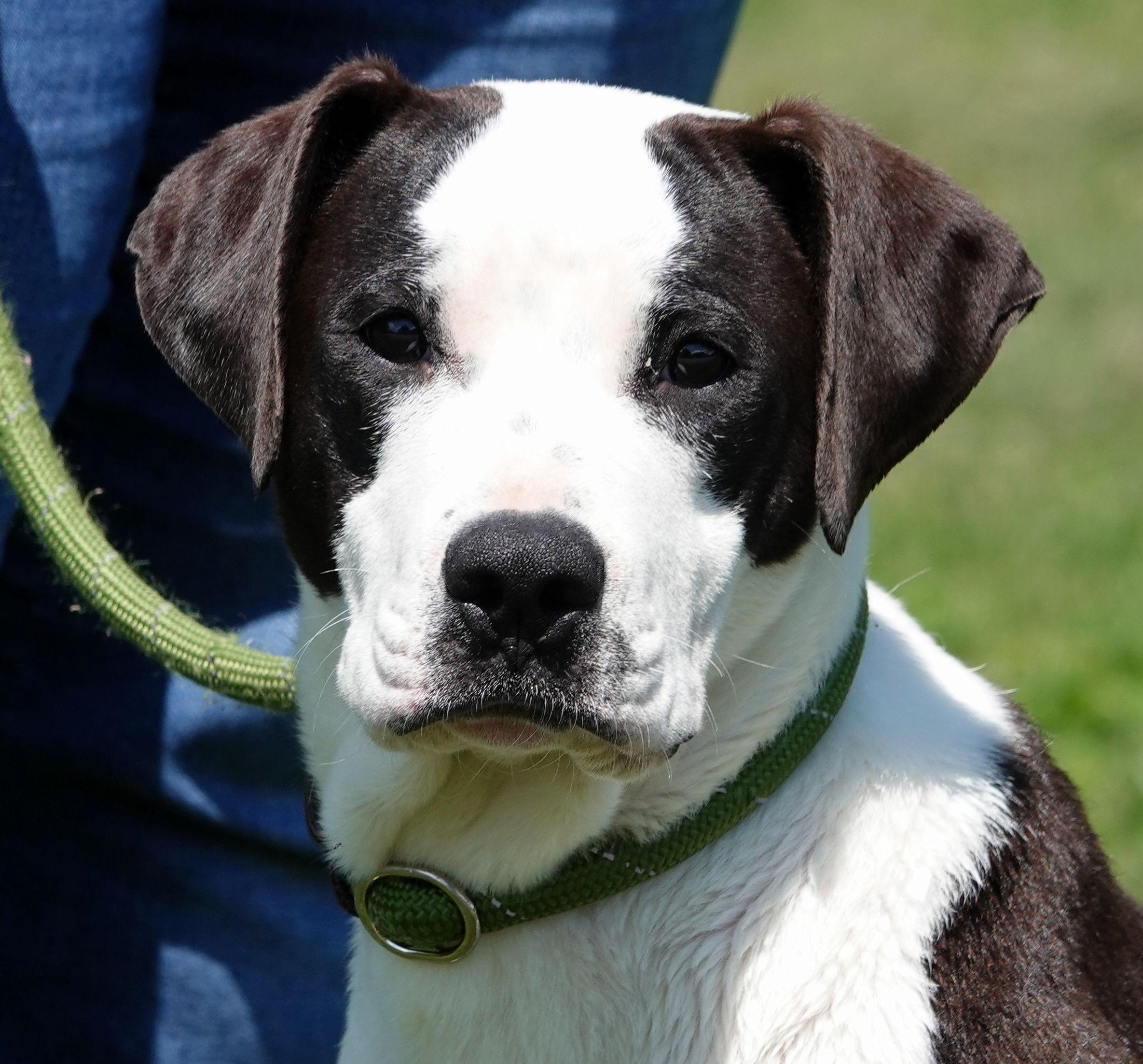 Enlarge Blossom - ADOPTED, an adopted mixed breed in Millfield, OH image 1/5