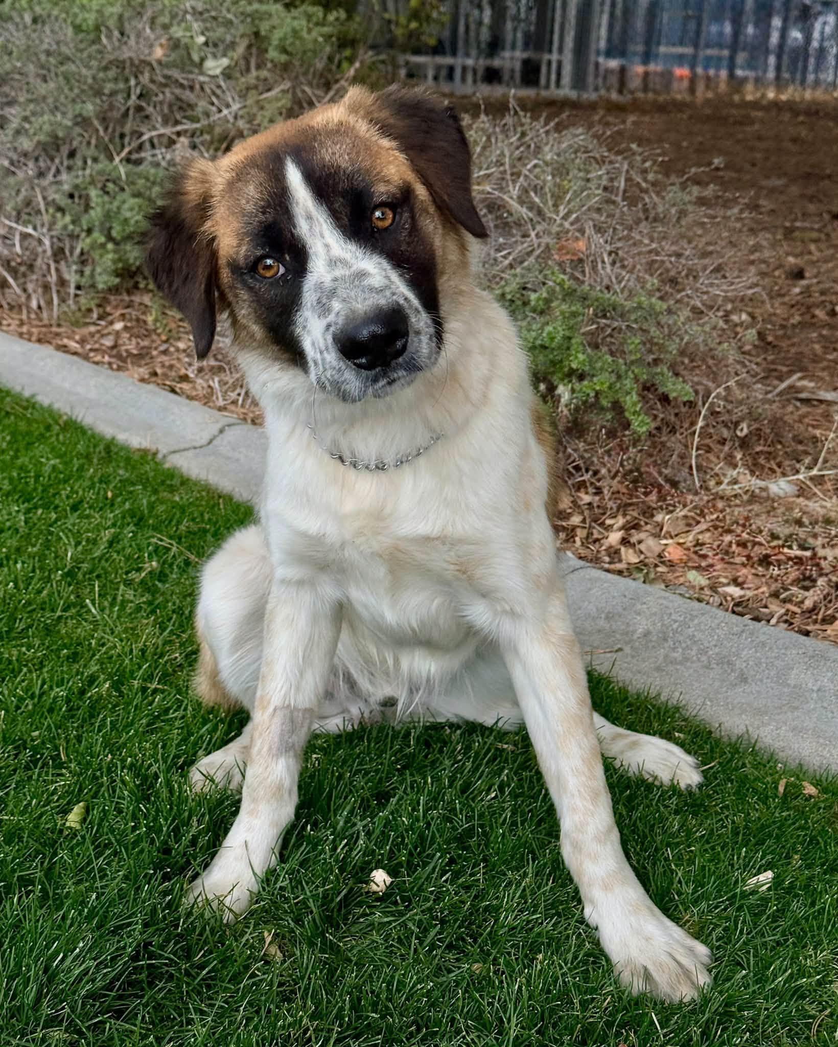 Enlarge Coco, a Adopted mixed breed in Gardnerville, NV image 1/1