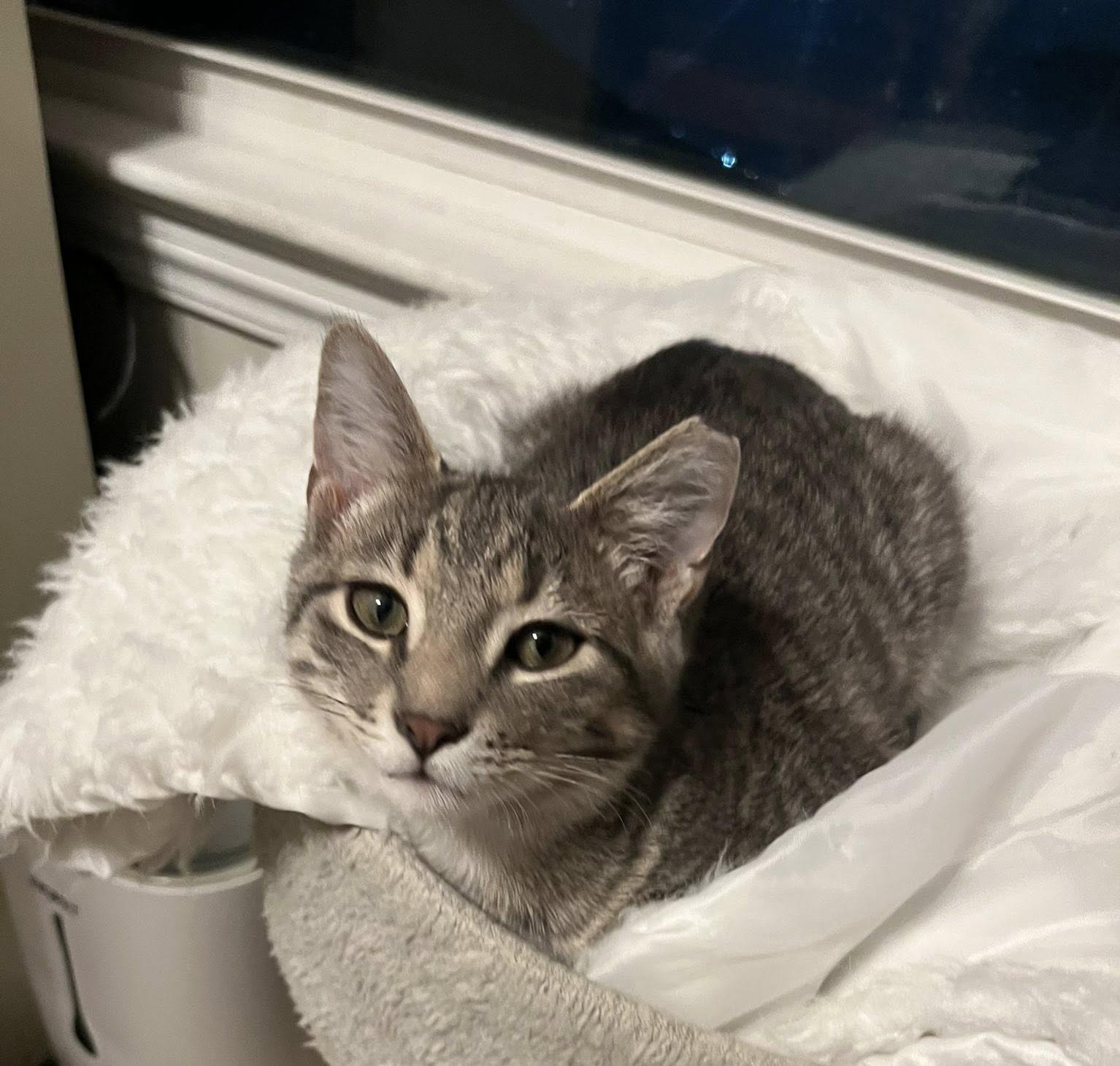 Purry , ADOPTABLE, Kitten Male Tabby.