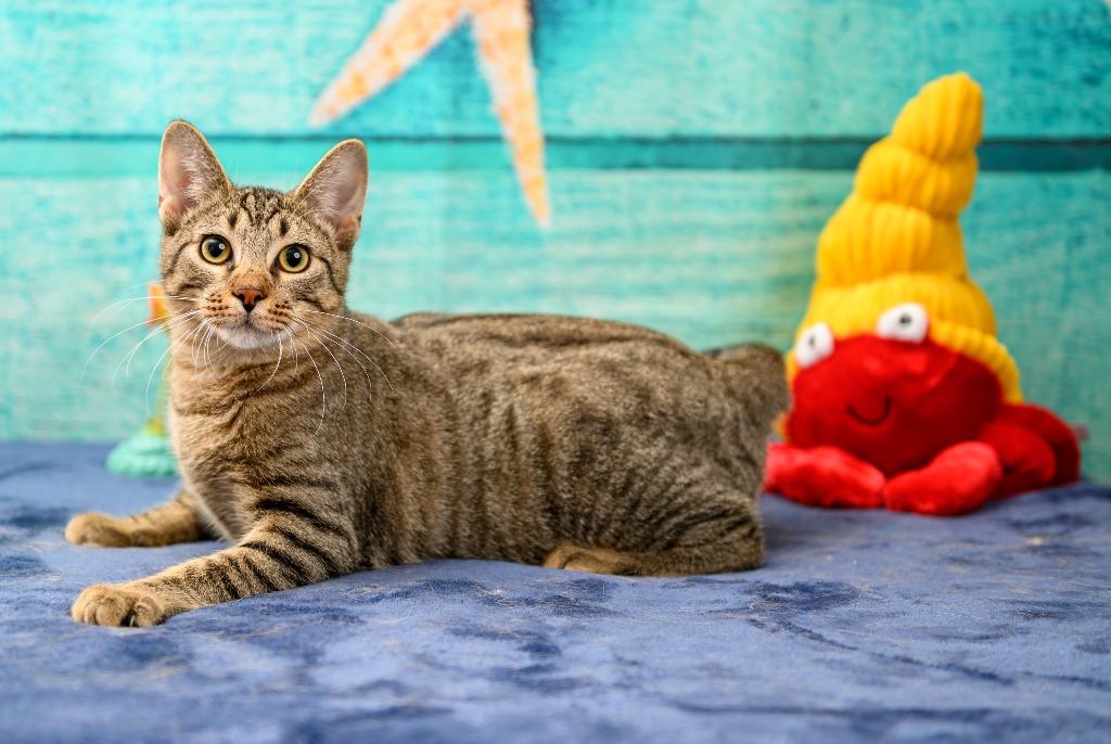 Darnell, Adoptable, Young Male Domestic Short Hair.