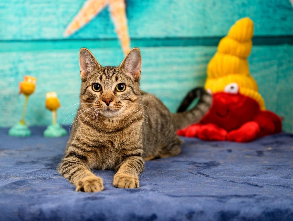 Enlarge Darnell, a Adoptable mixed breed in Roanoke, TX image 2/3