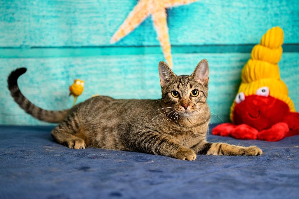 Enlarge Darnell, a Adoptable mixed breed in Roanoke, TX image 3/3