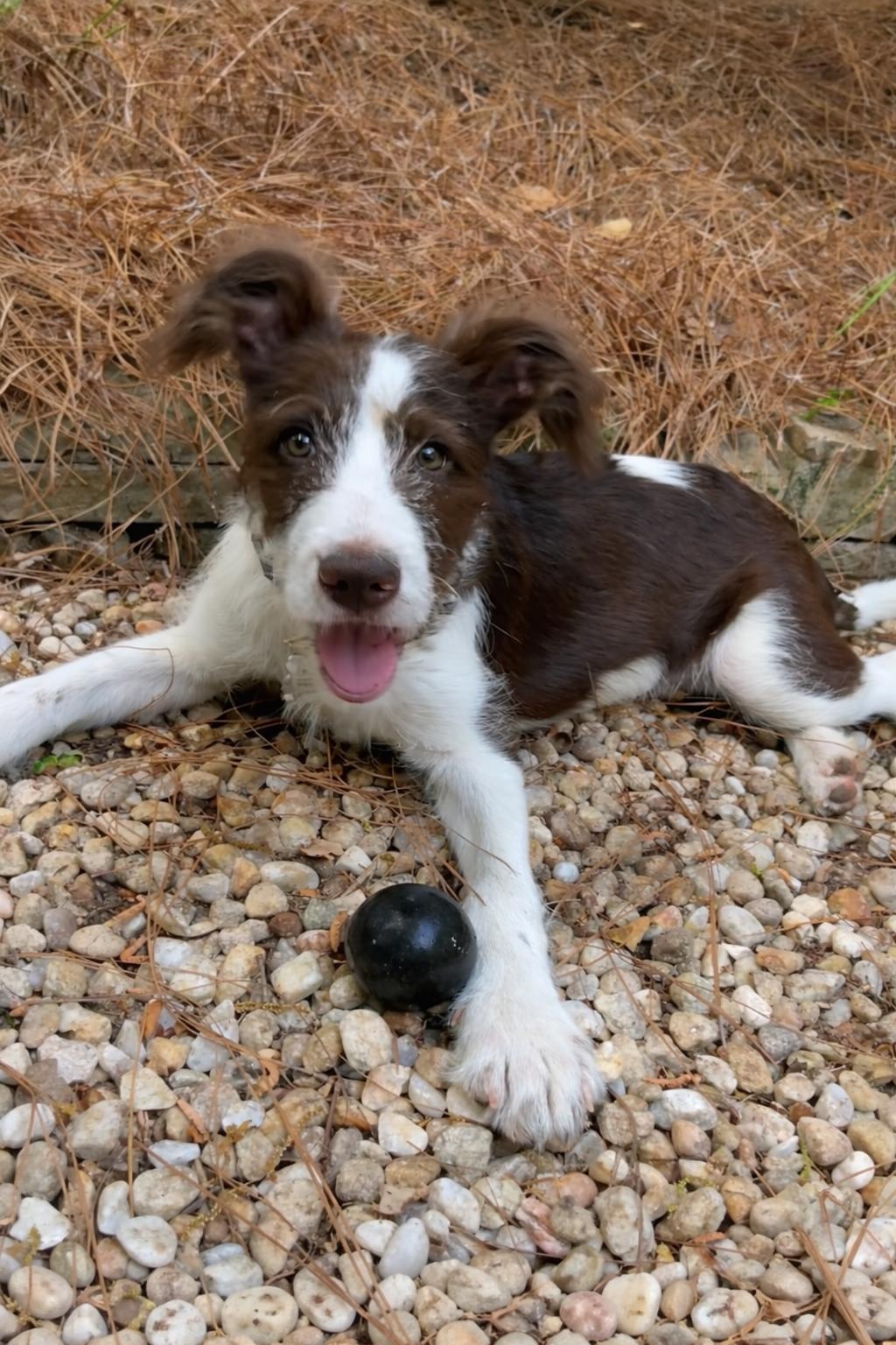 Enlarge Mikie, a ADOPTABLE mixed breed in Cumming, GA image 2/5