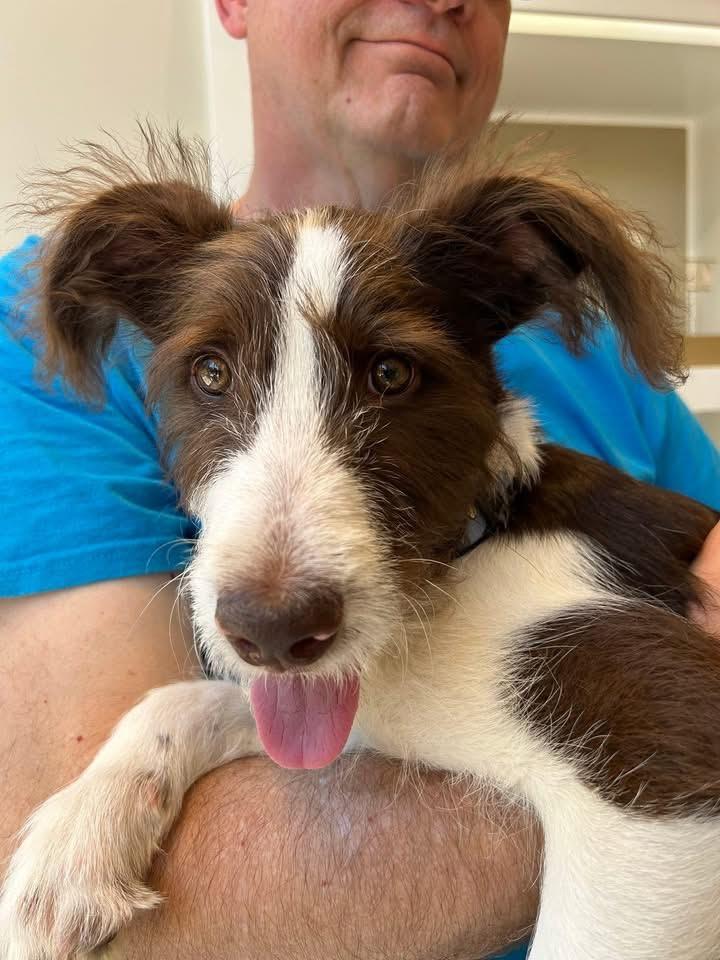 Mikie, ADOPTABLE, Puppy Male Border Collie & Terrier.