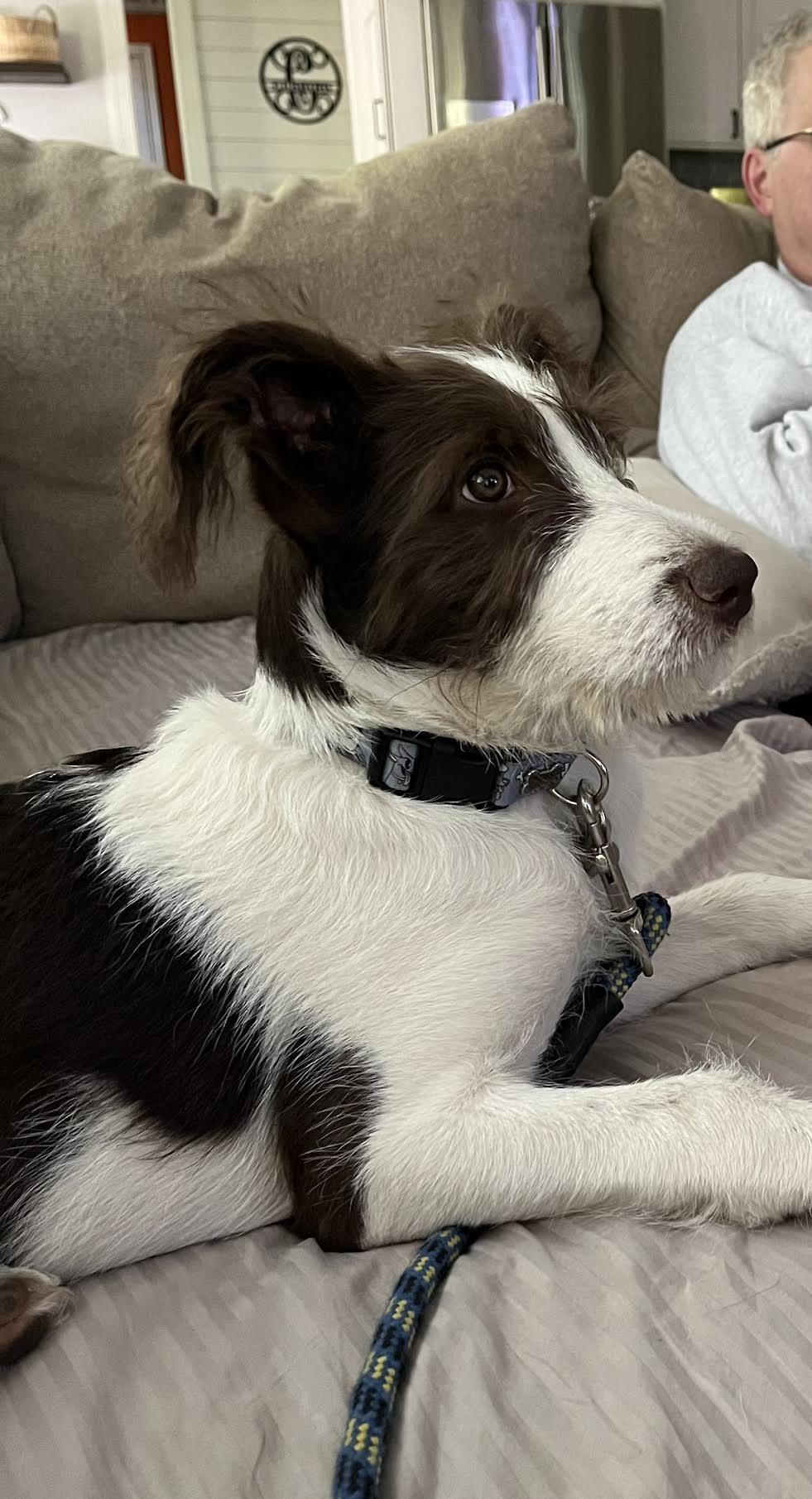 Enlarge Mikie, a ADOPTABLE mixed breed in Cumming, GA image 4/5