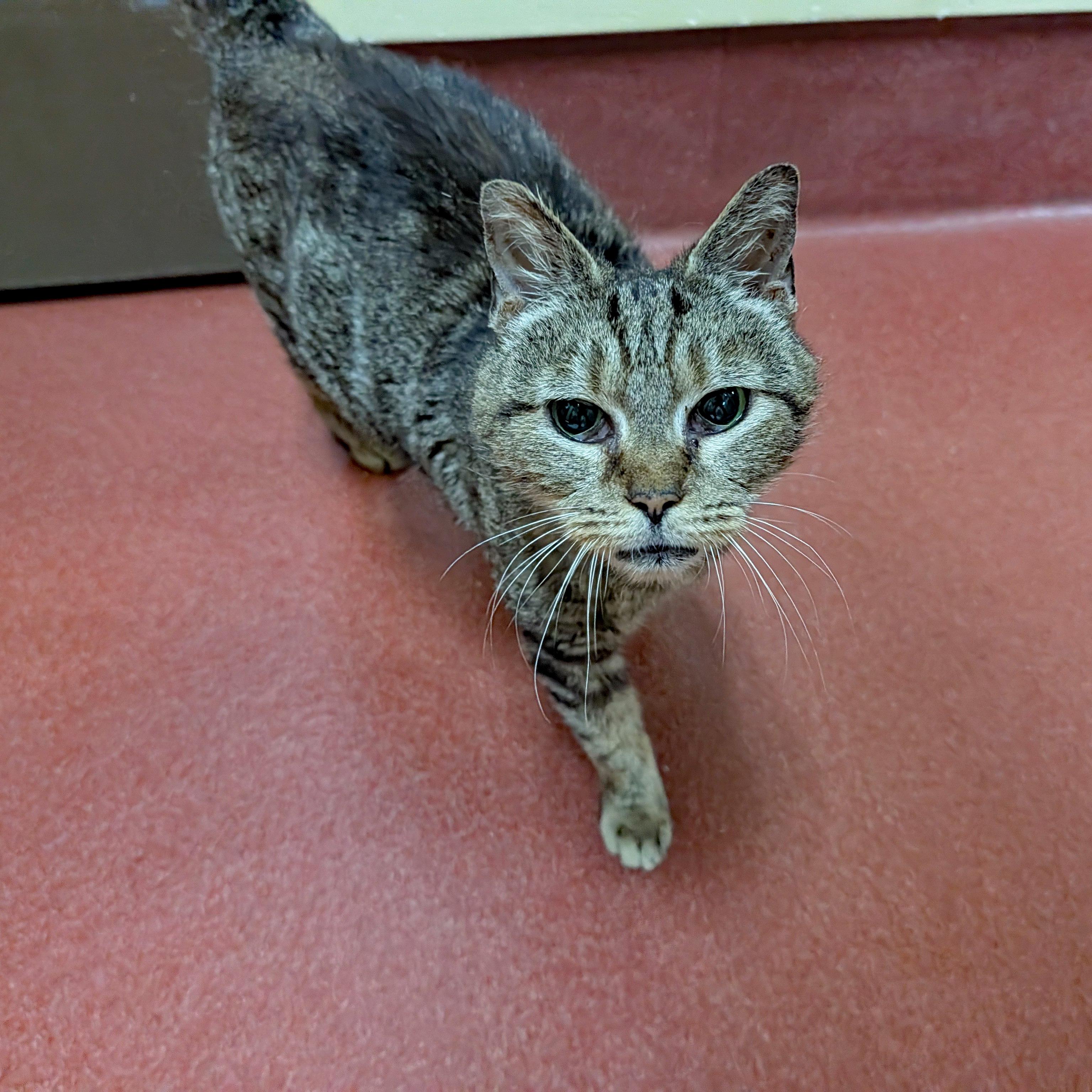Enlarge Edna, a Adoptable Domestic Short Hair in Accident, MD image 6/6