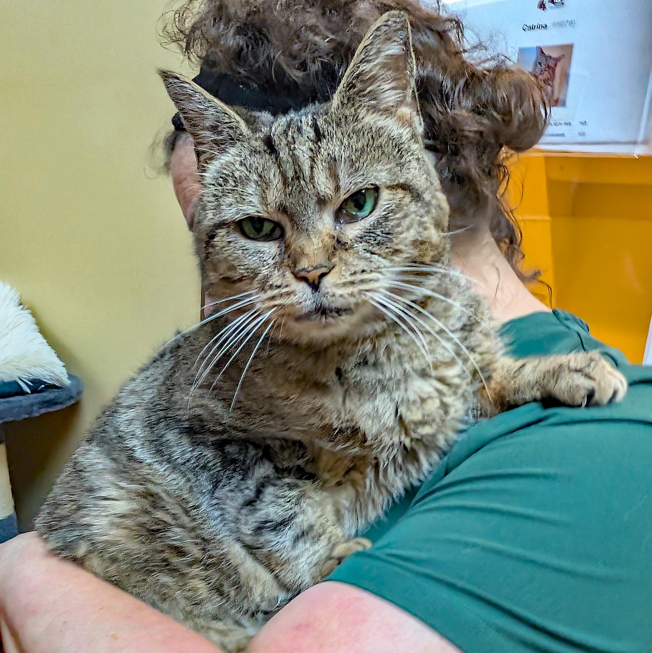 Enlarge Edna, a Adoptable Domestic Short Hair in Accident, MD image 5/6