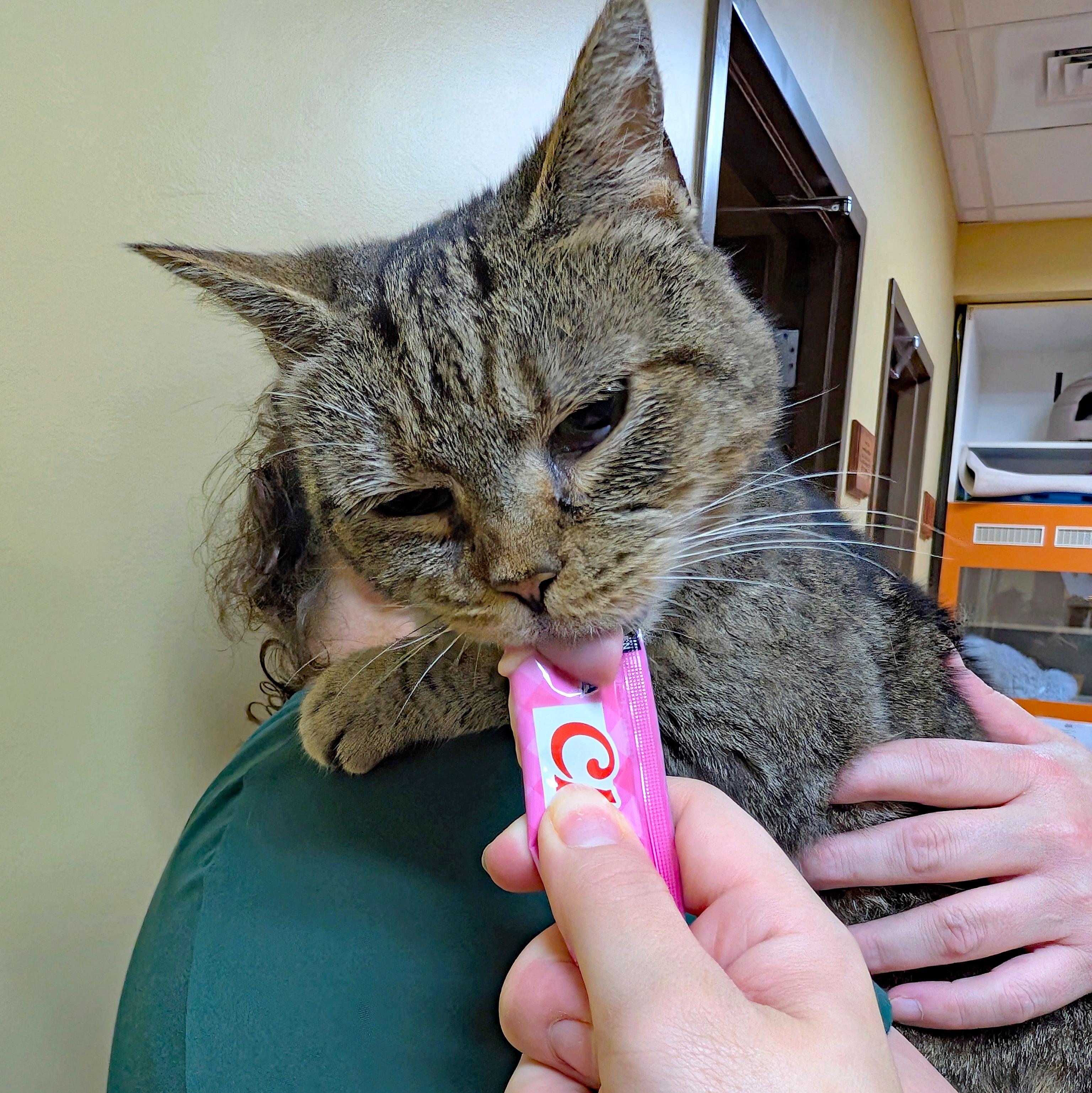 Edna - Adoptable Pet | Petfinder