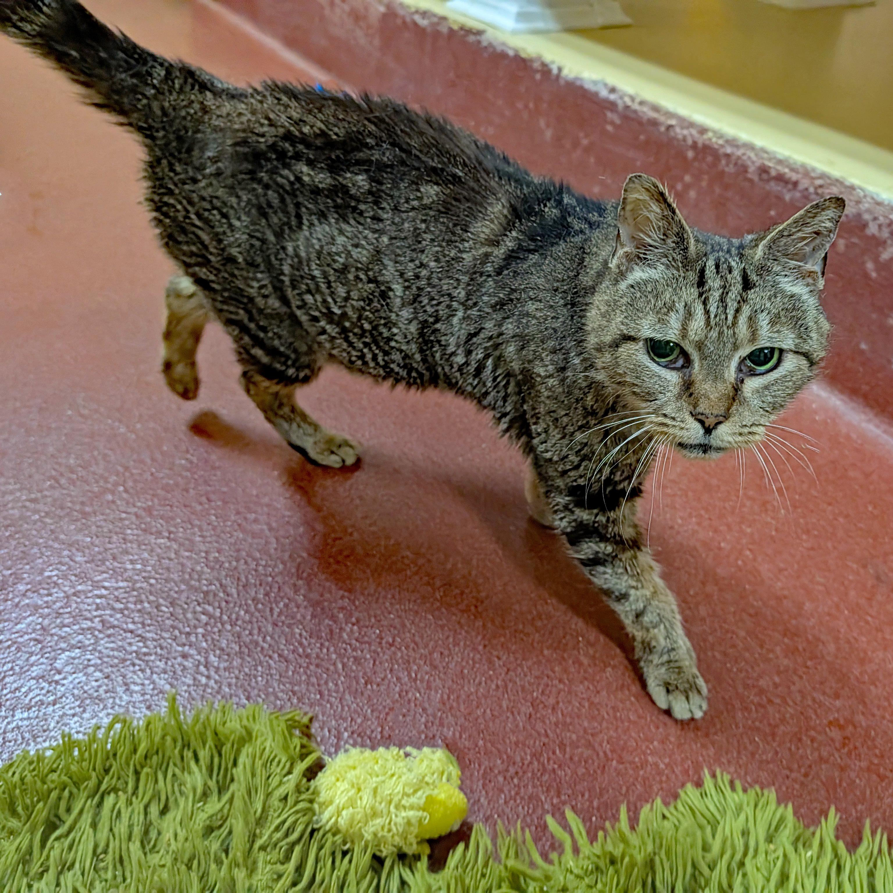 Edna - Adoptable Pet | Petfinder