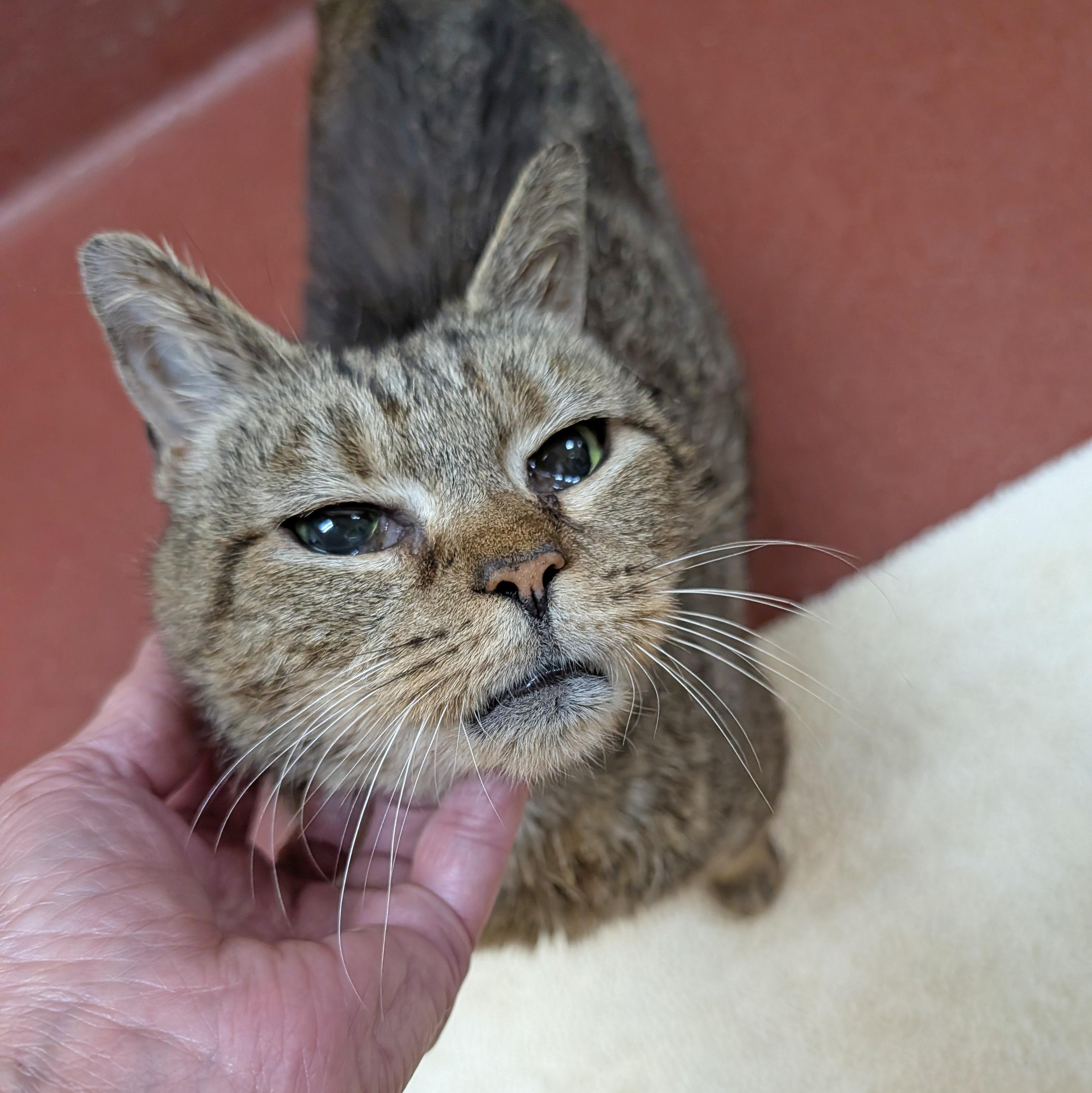Enlarge Edna, a Adoptable Domestic Short Hair in Accident, MD image 4/6
