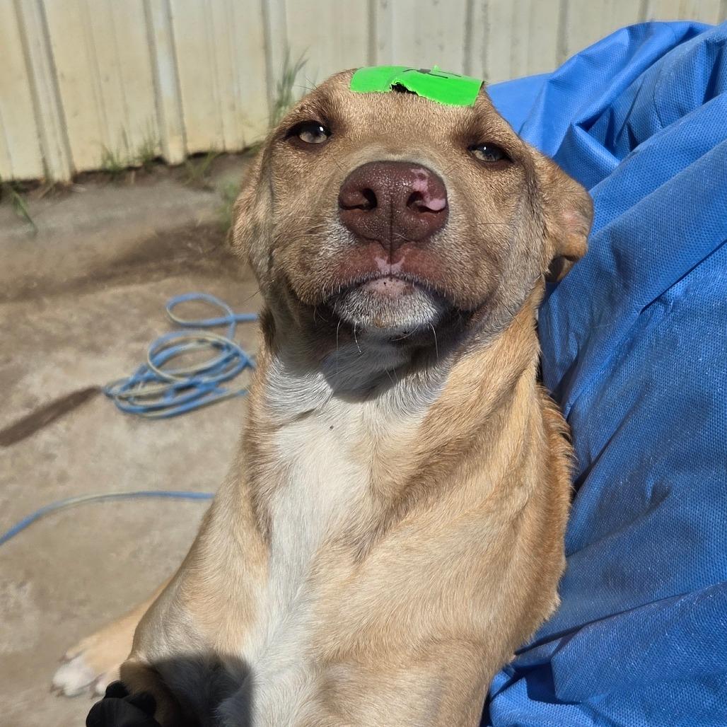Peach, Adoptable, Young Female Mixed Breed.