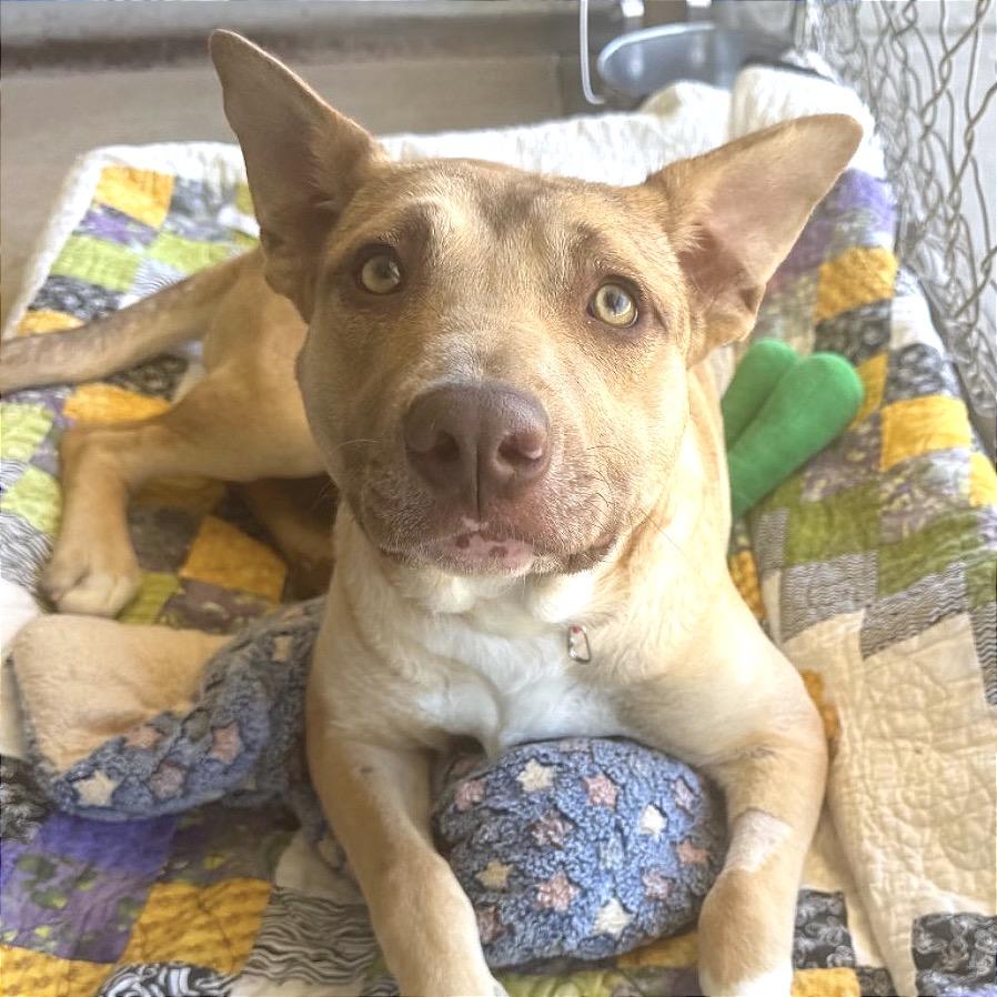 Enlarge Peach, a Adoptable Mixed Breed in Redwood Valley, CA image 2/6