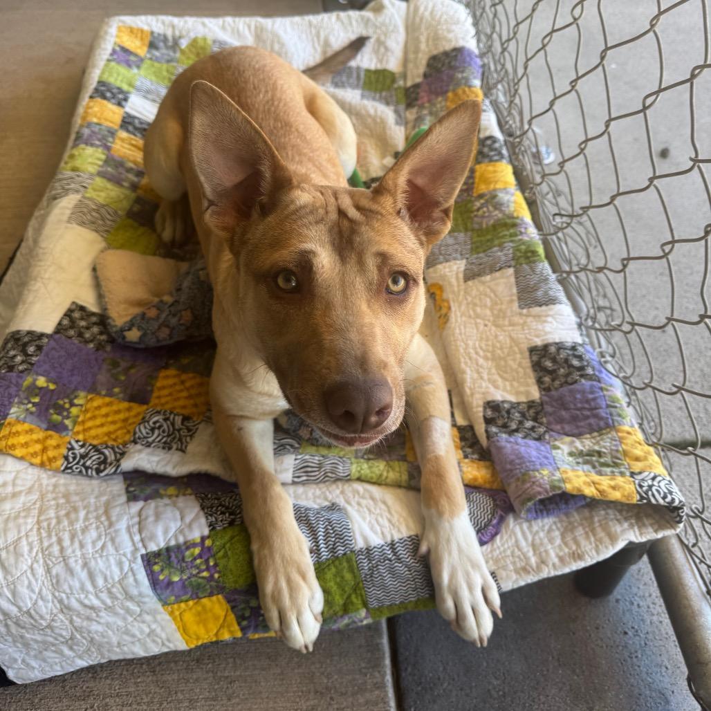 Enlarge Peach, a Adoptable Mixed Breed in Redwood Valley, CA image 3/6
