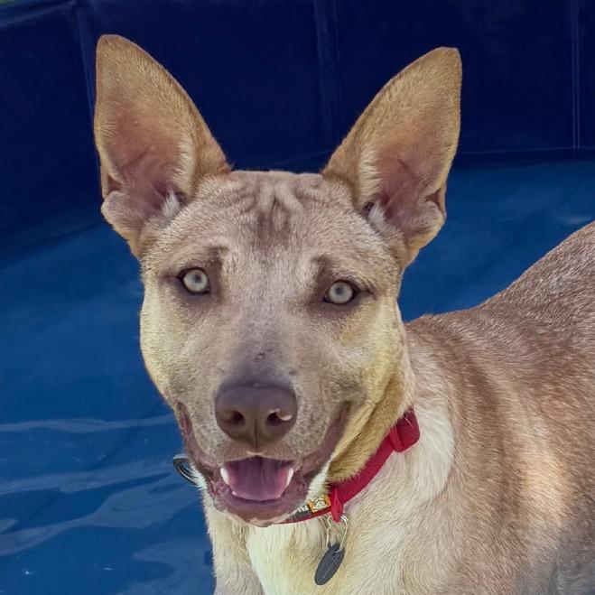 Enlarge Peach, a Adoptable Mixed Breed in Redwood Valley, CA image 4/6