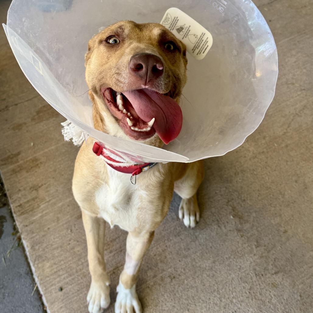 Enlarge Peach, a Adoptable Mixed Breed in Redwood Valley, CA image 5/6