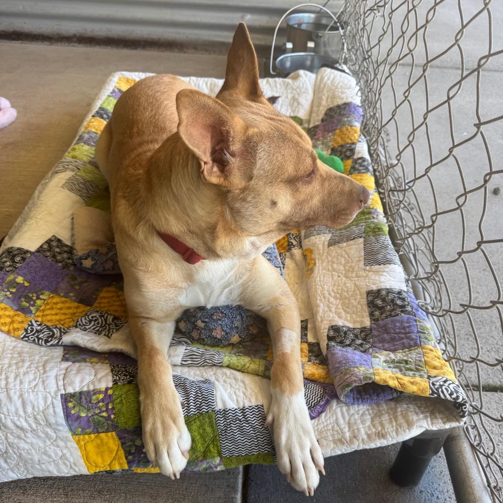 Enlarge Peach, a Adoptable Mixed Breed in Redwood Valley, CA image 6/6