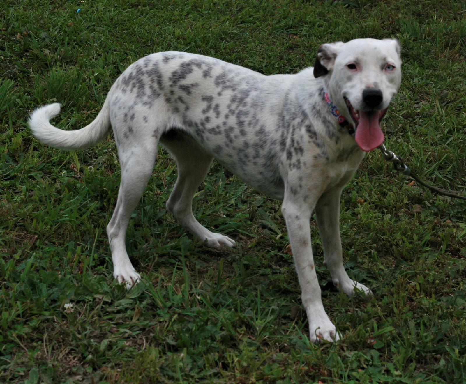 Liana, Adoptable, Adult Female Dalmatian & Labrador Retriever.