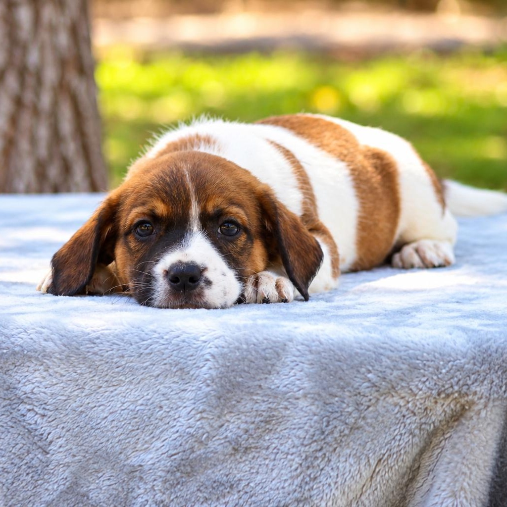 Enlarge Pippa, a Adoptable mixed breed in Brattleboro, VT image 3/3