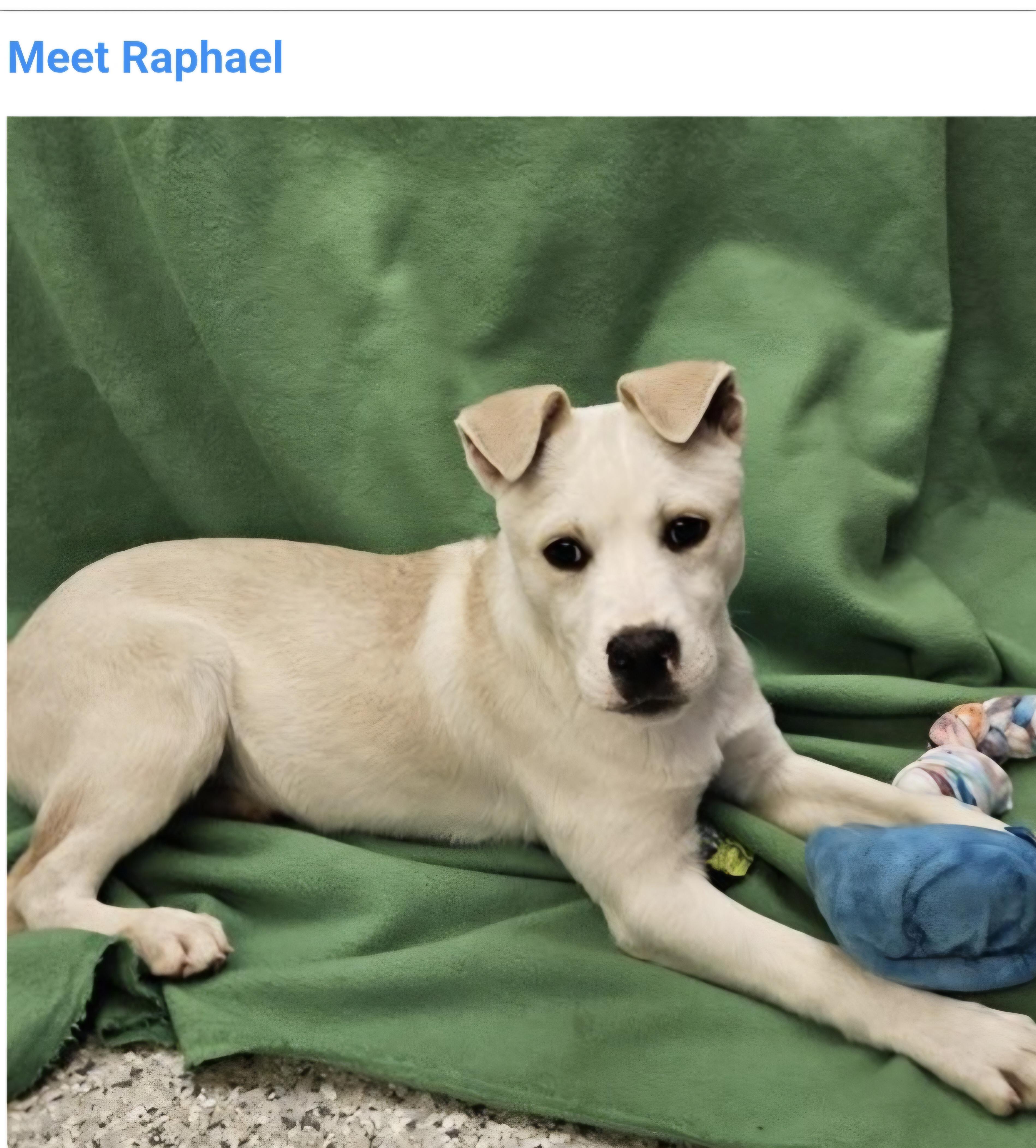 Raphael , ADOPTABLE, Puppy Male Labrador Retriever & Australian Cattle Dog / Blue Heeler.